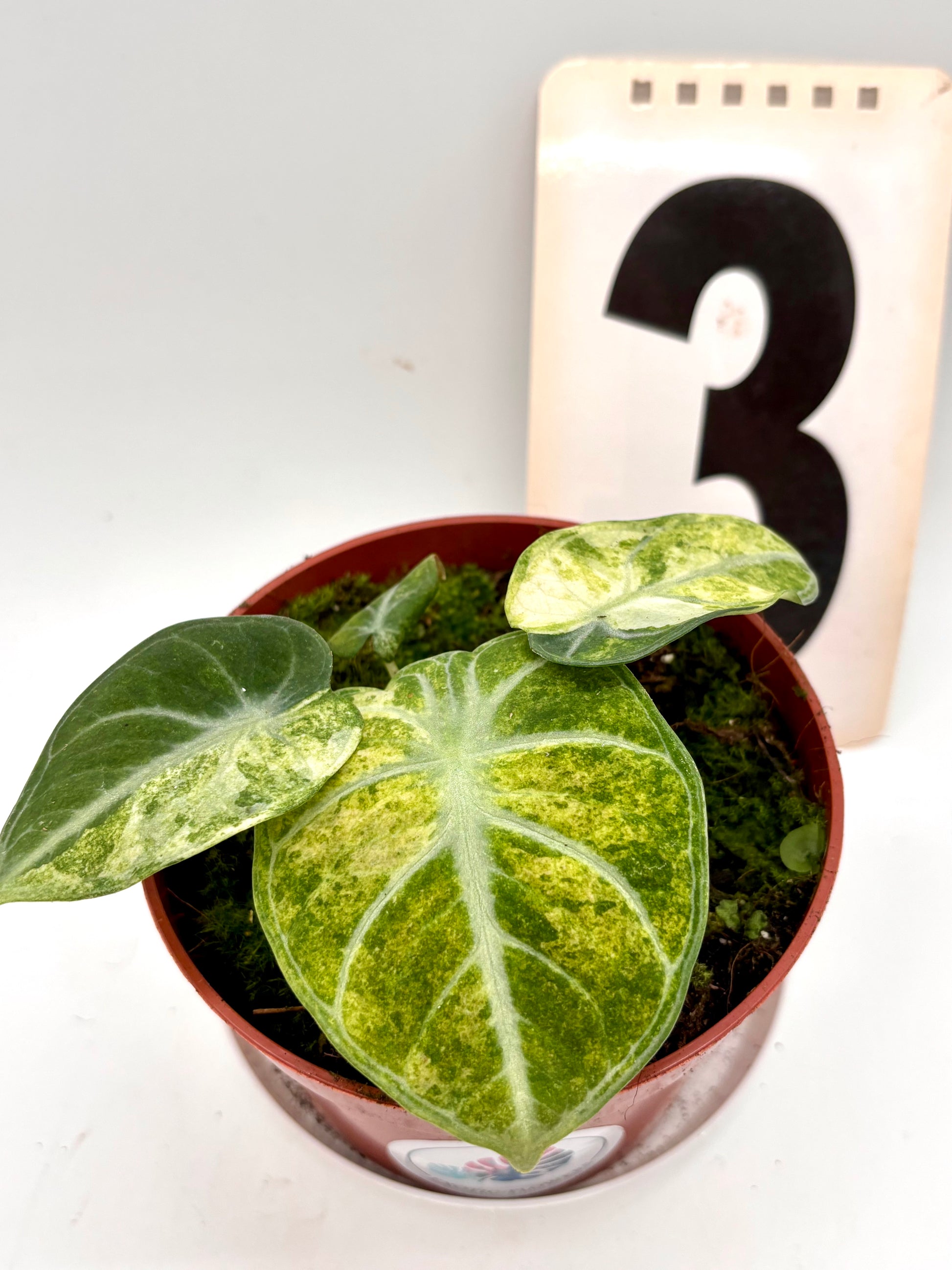Alocasia Ninja Tricolor