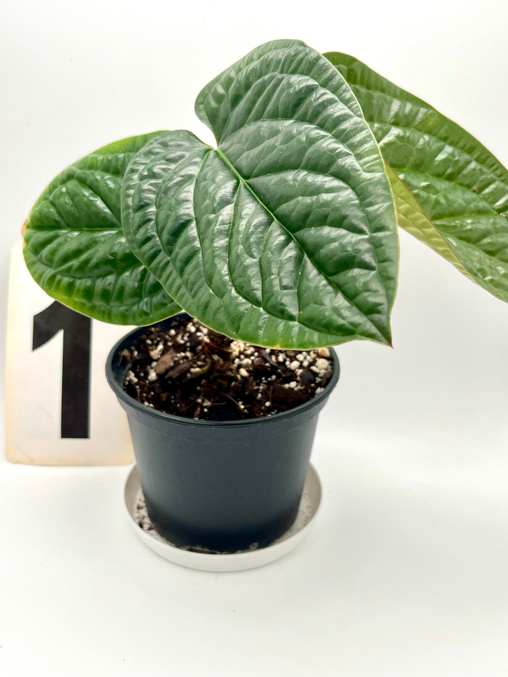 Anthurium Luxurians x Radicans