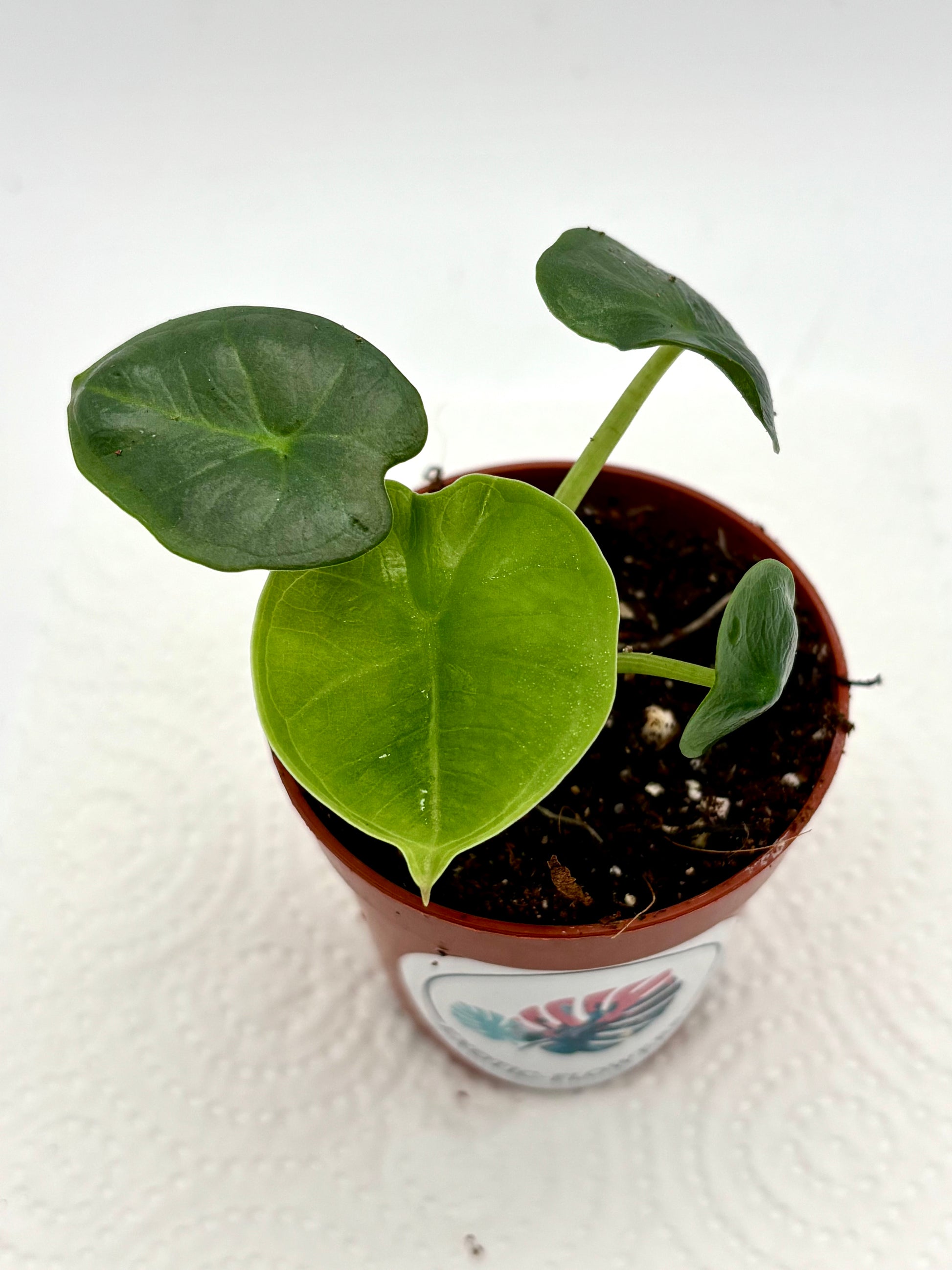 Alocasia Chaii