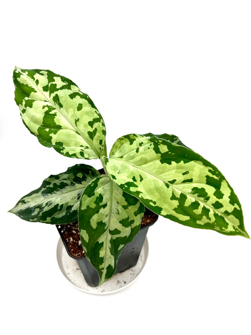 Aglaonema Pictum Tricolor Black - Exotic-Flowers