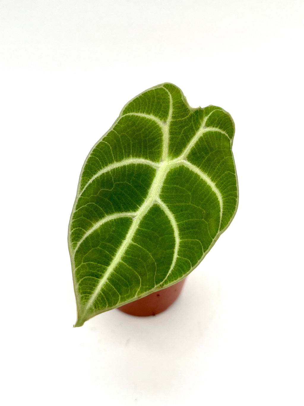 Alocasia Watsoniana