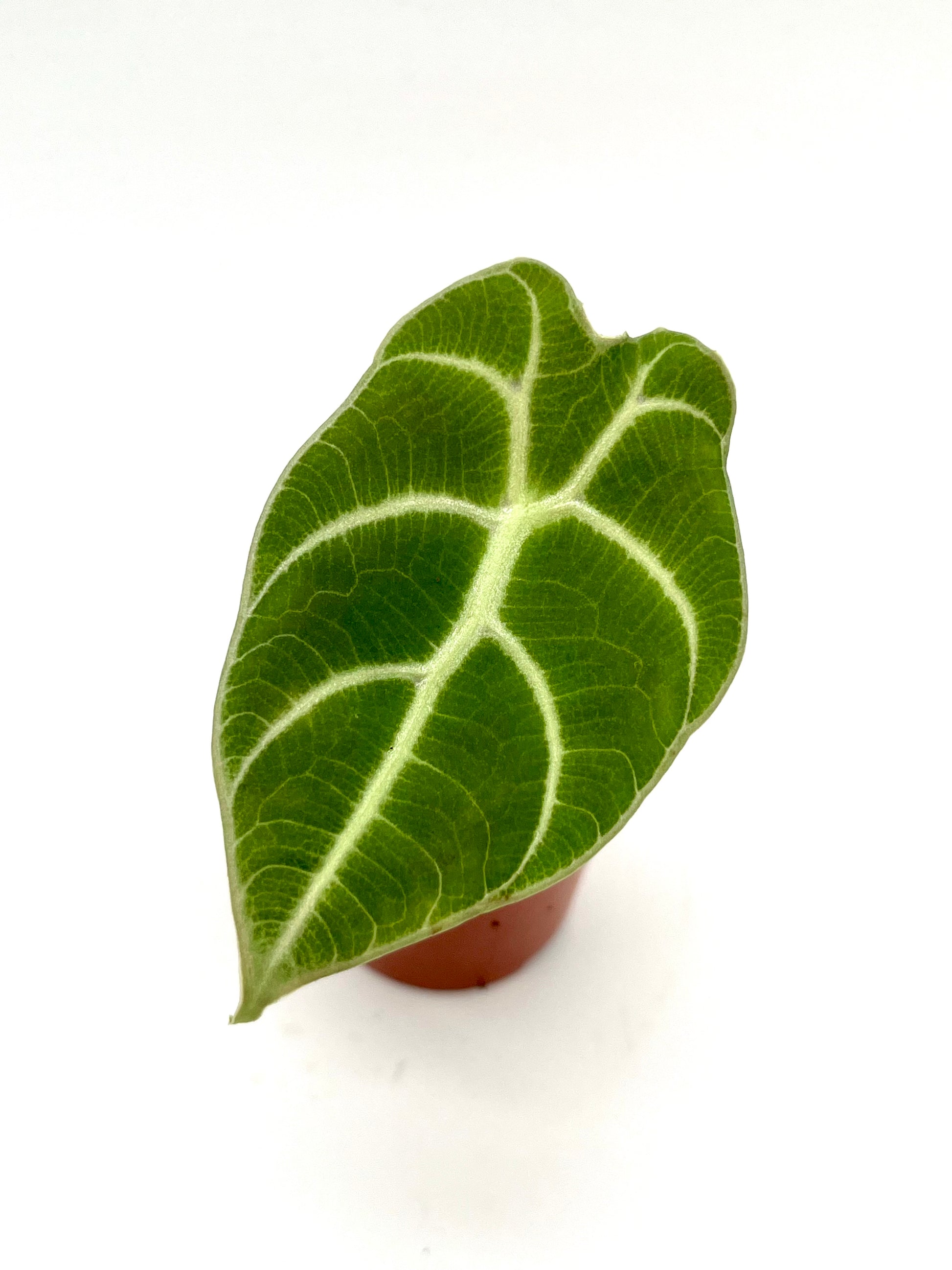 Alocasia Watsoniana