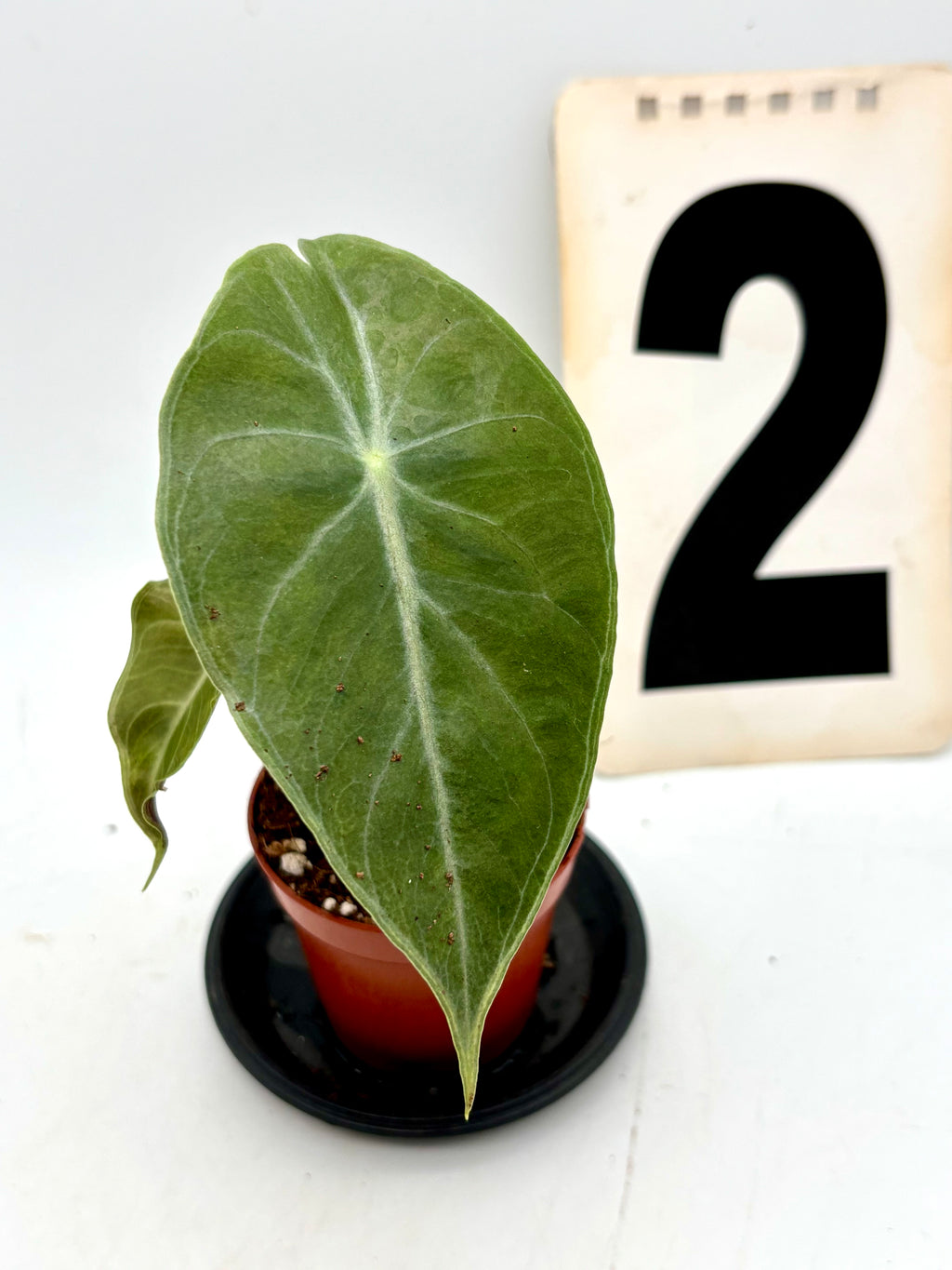 Alocasia Morocco Pflanze von Exotic-Flowers mit großen, grünen Blättern und auffälliger Blattzeichnung.