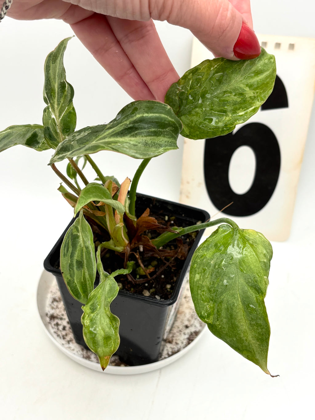 Philodendron Gloriosum Variegata / Snow Leopard - Jungpflanzen