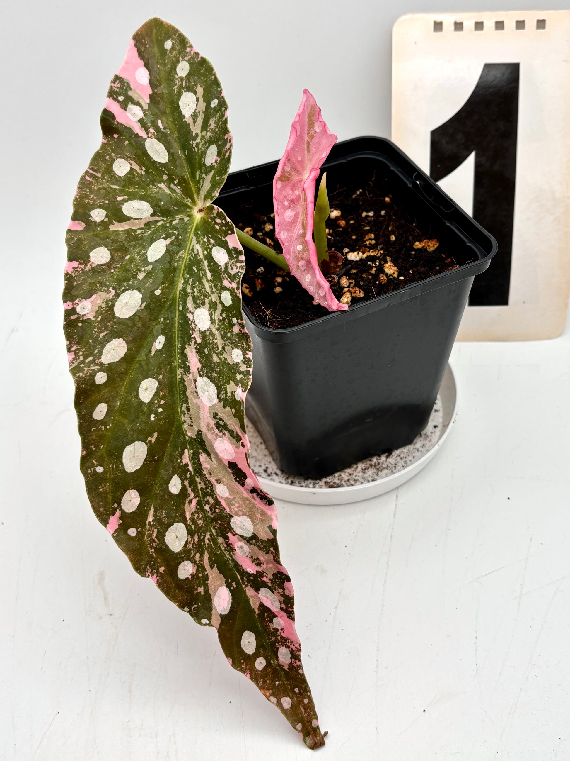 Begonia Maculata Pink Variegata