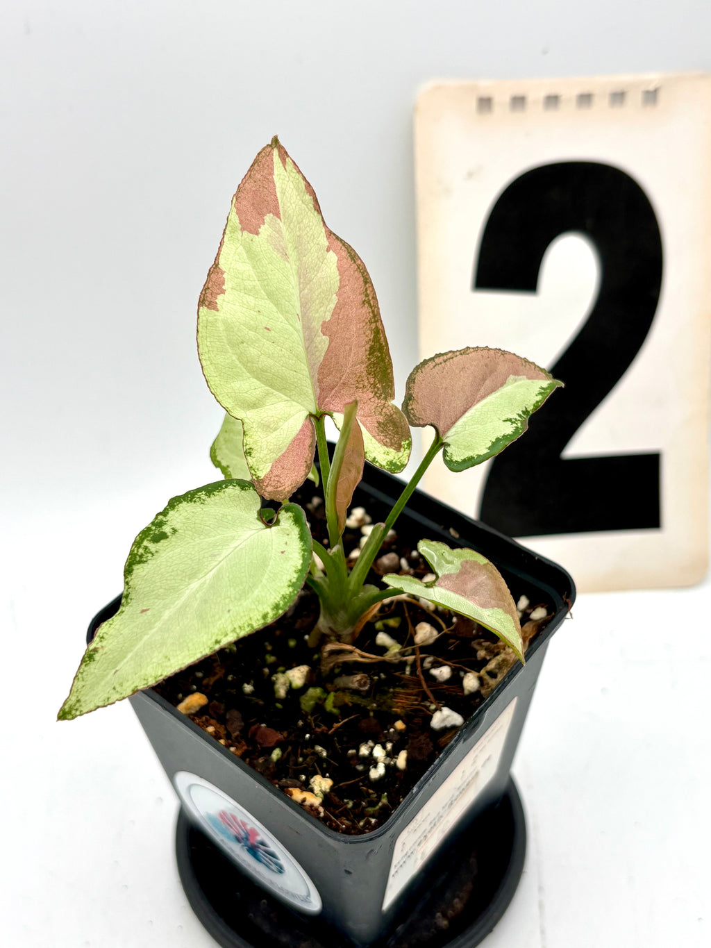 Syngonium Strawberry Milk Pflanze mit grünen Blättern und rosa-weißen Muster, Indoor-Pflanze von Exotic-Flowers