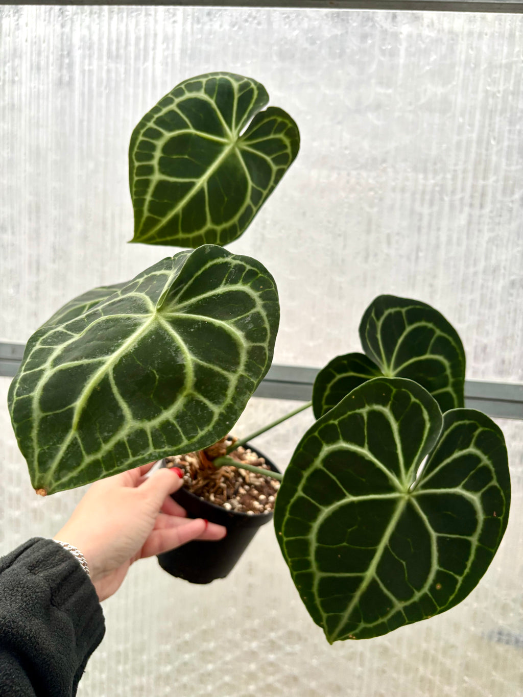 Anthurium Clarinervium - Exotic-Flowers