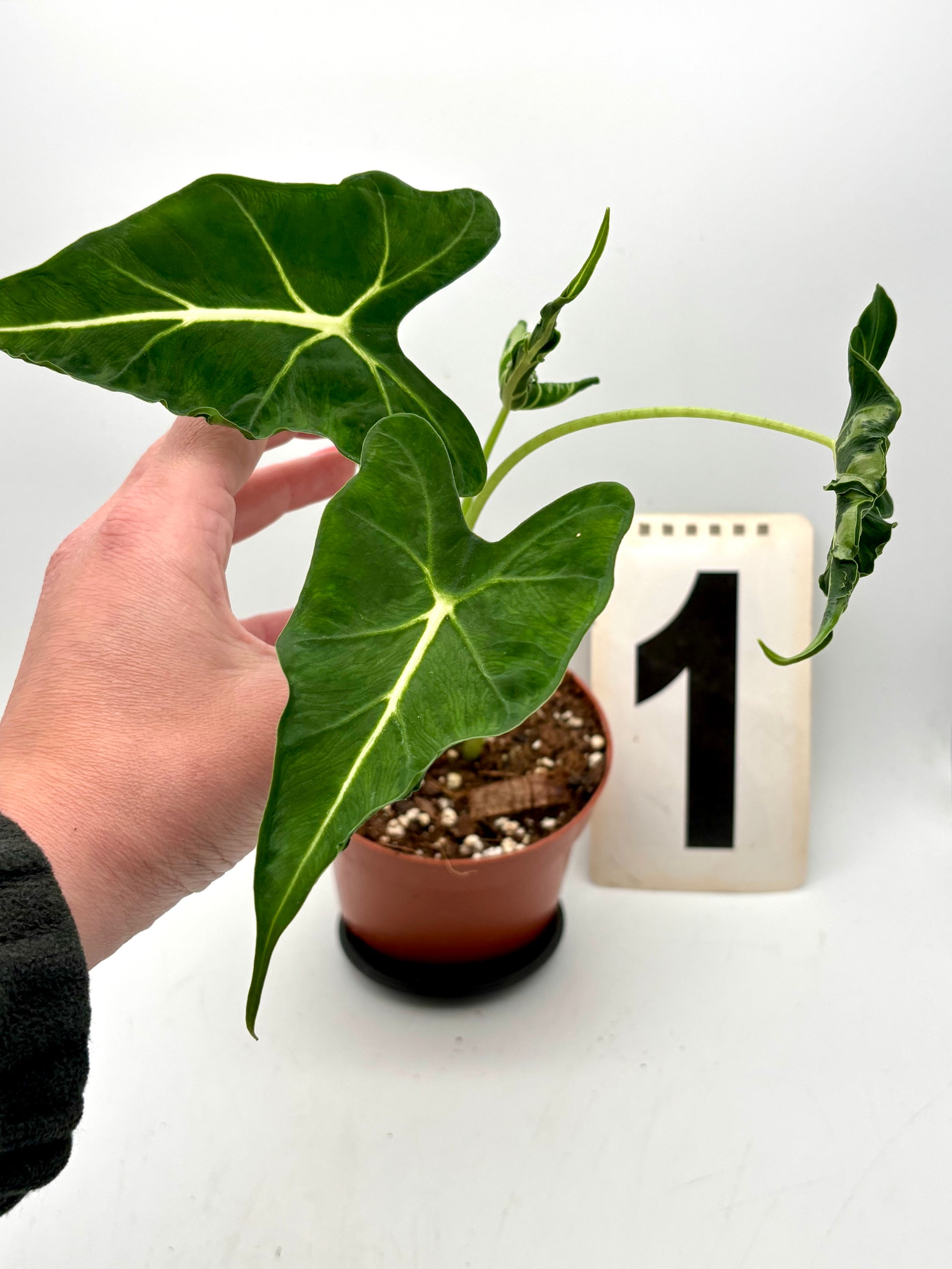 Alocasia Frydek Pflanze von Exotic-Flowers mit großen grünen Blättern und markanten weißen Adern, im Topf auf natürlichem Hintergrund