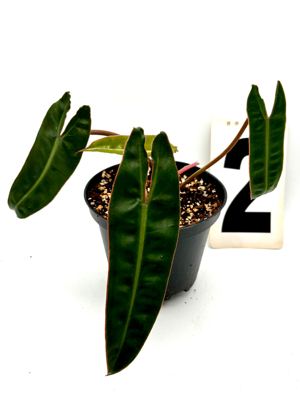 Philodendron Billietiae Pflanze von Exotic-Flowers mit großen, gebogenen orangefarbenen Blättern und kräftigem Grün.