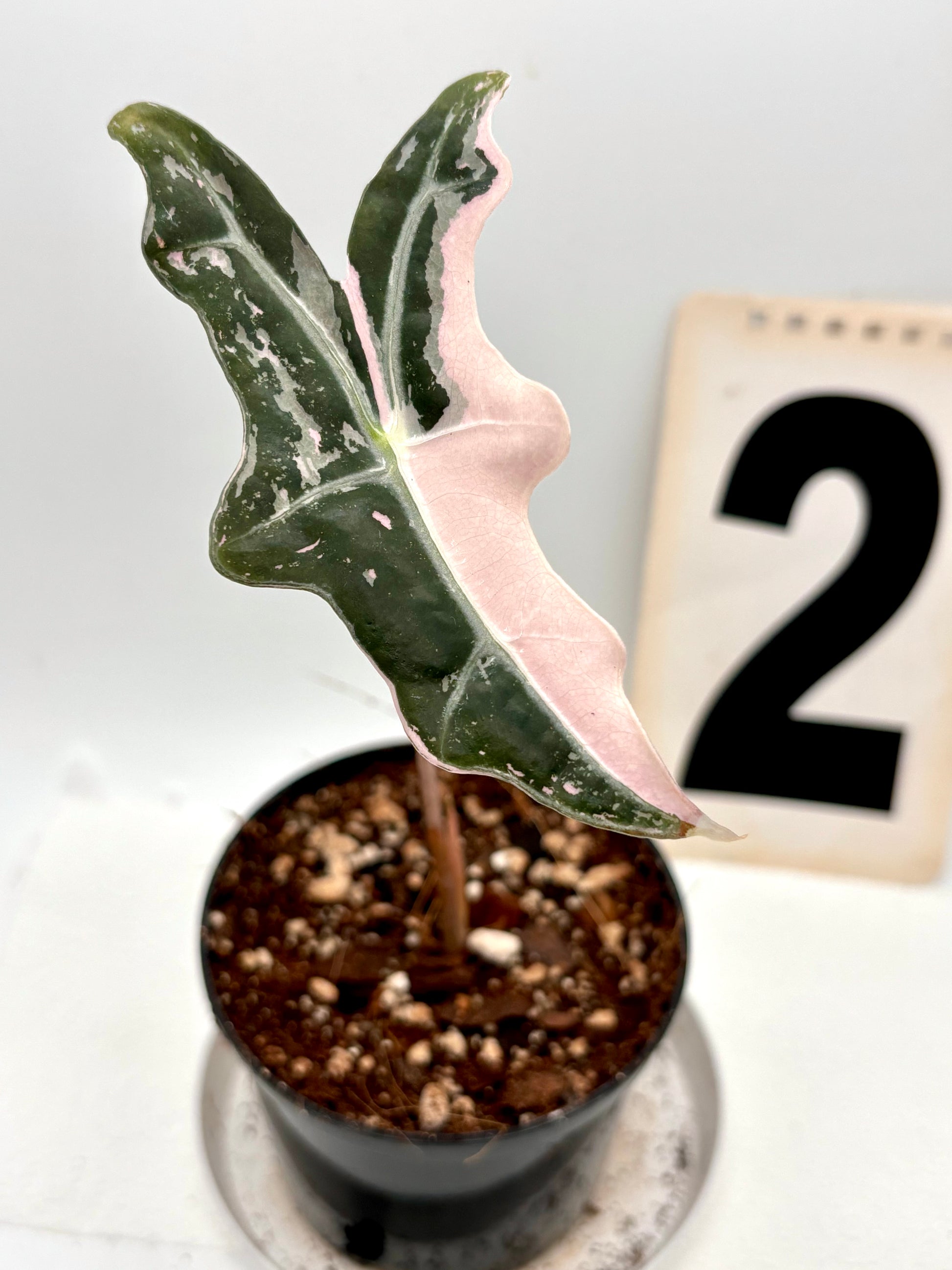 Alocasia Nobilis Variegata - Exotic-Flowers