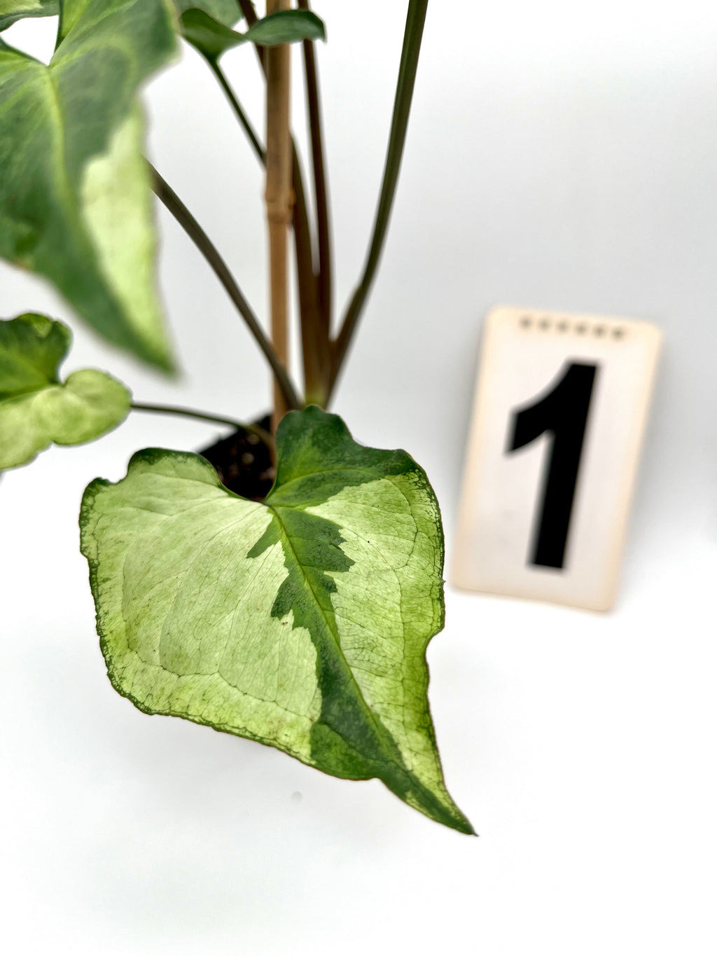 Syngonium Three Kings