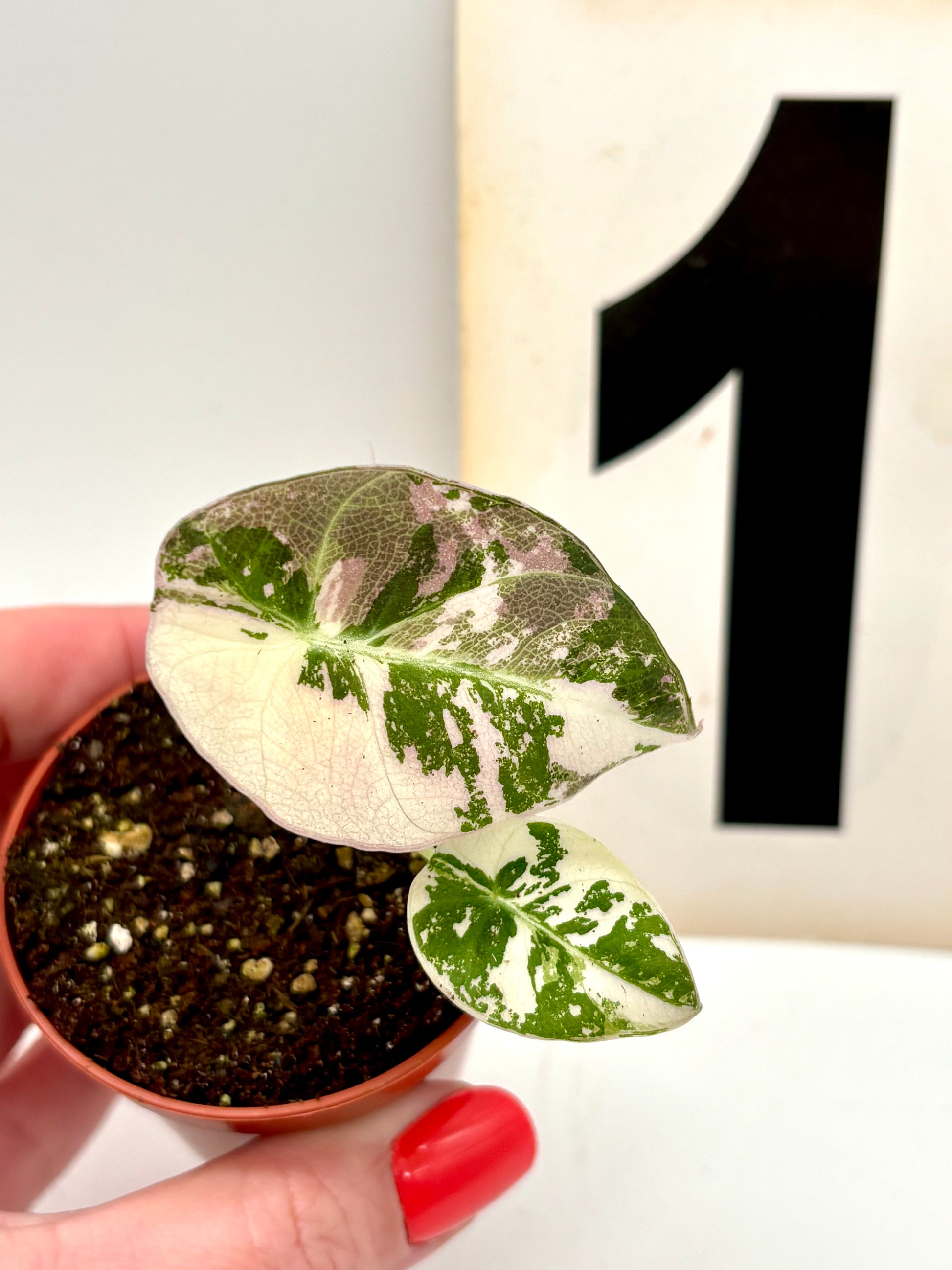 Alocasia Black Velvet Variegata