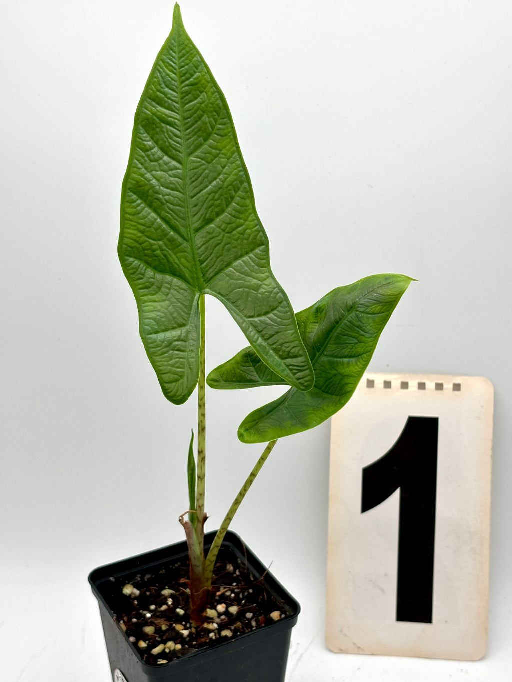 Alocasia Carpet sp Sulawesi