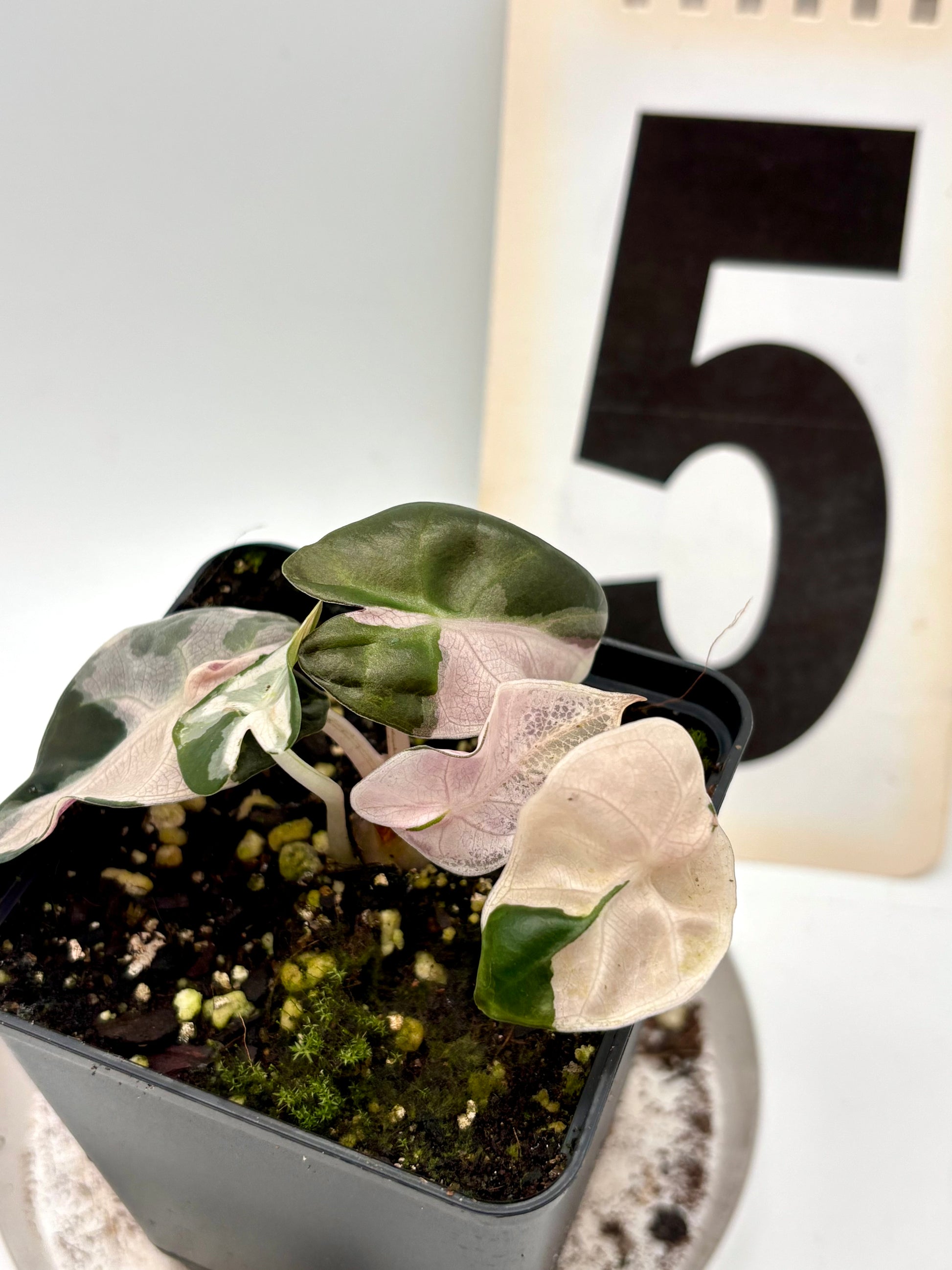 Alocasia Balloon Heart Variegata - Exotic-Flowers