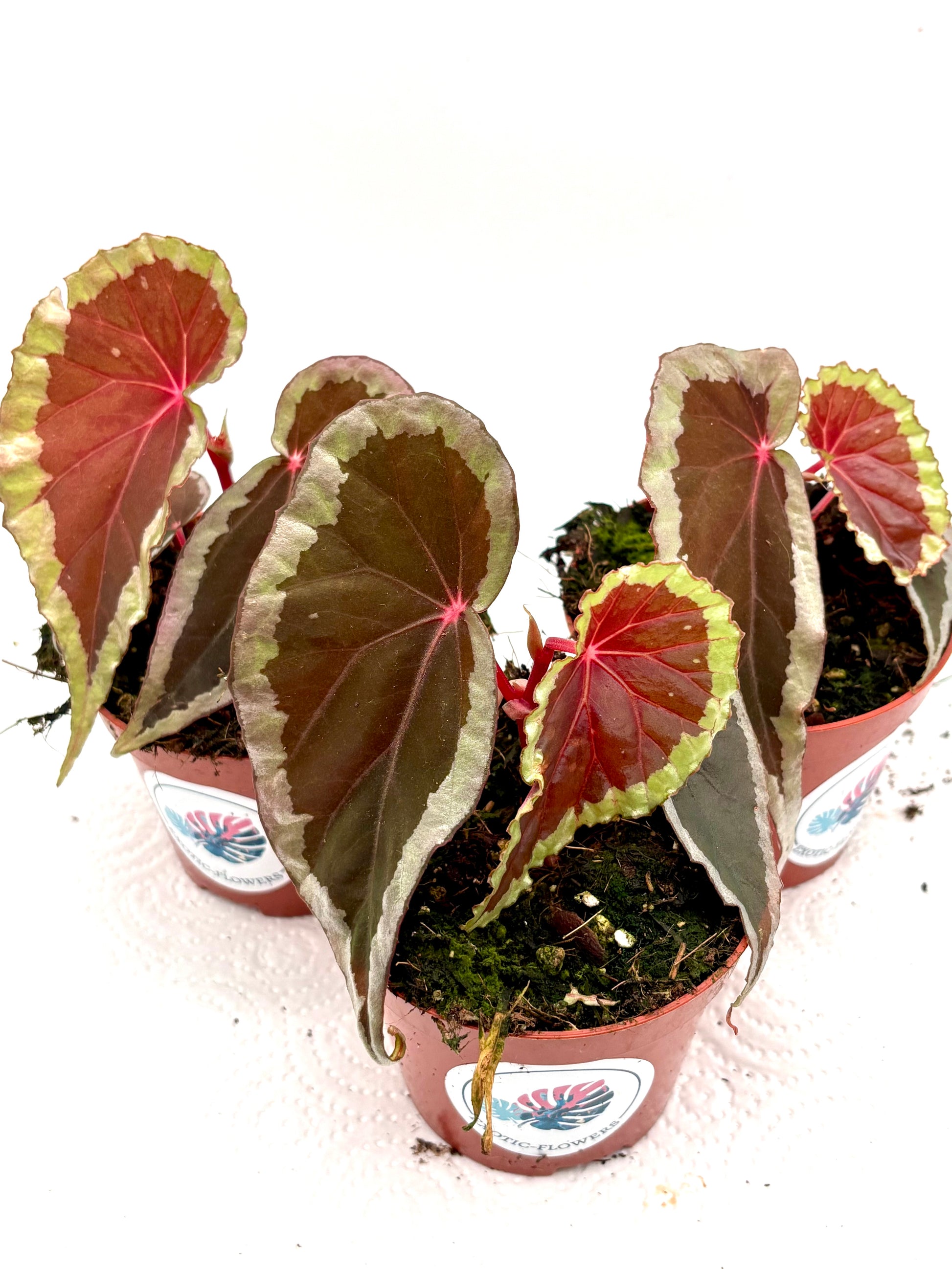 Bengonia Baramensis von Exotic-Flowers mit grünen Blättern und bunten Blüten, detailreiche Nahaufnahme.