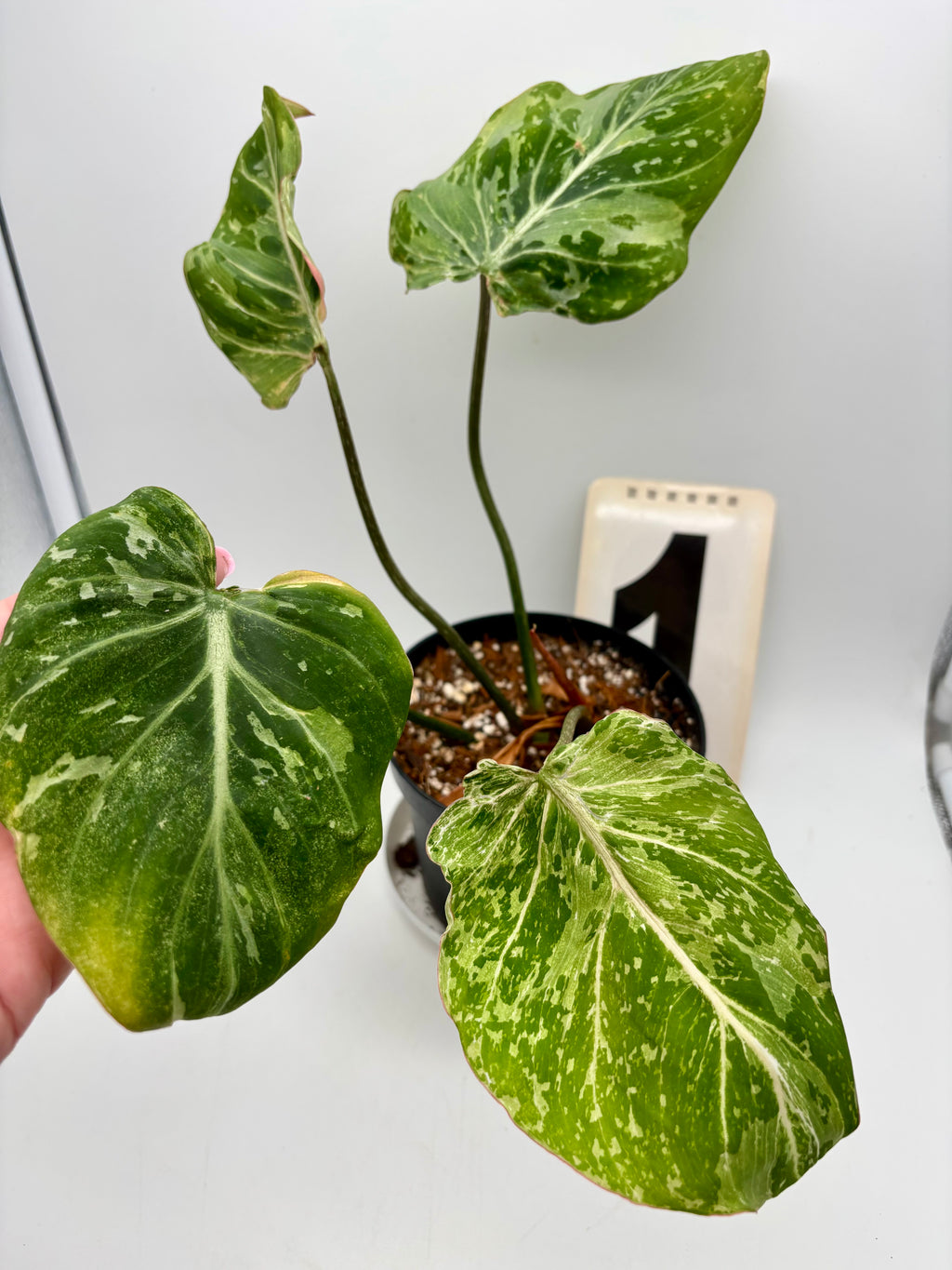 Philodendron Gloriosum Variegata / Snow Leopard