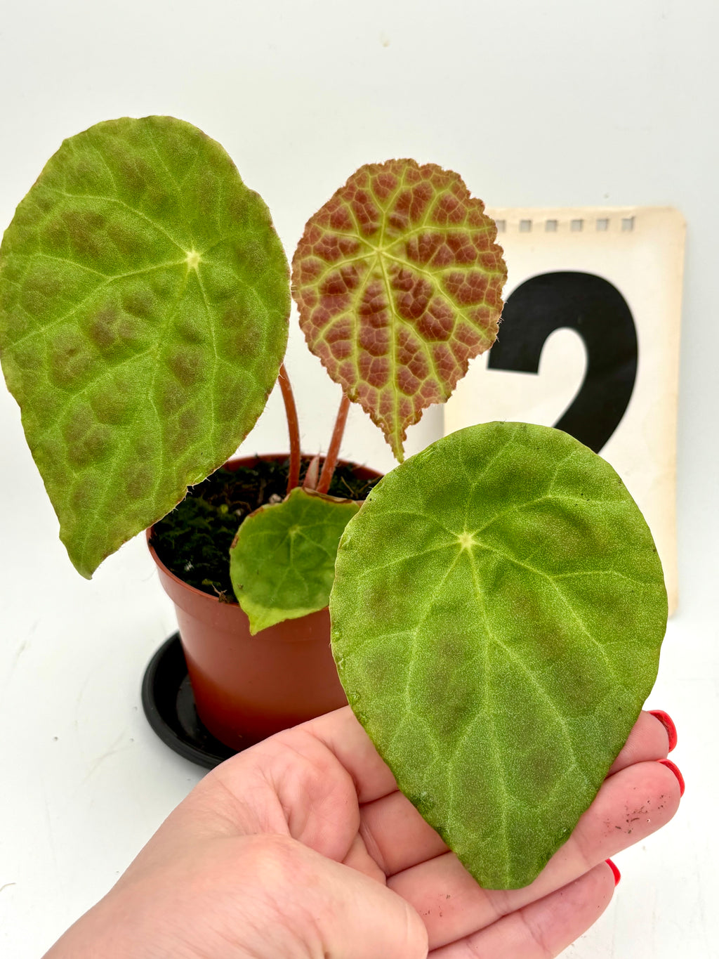 Begonia Phuthoensis von Exotic-Flowers mit grünen Blättern und roten Blüten, detailreiche Nahaufnahme der Pflanze