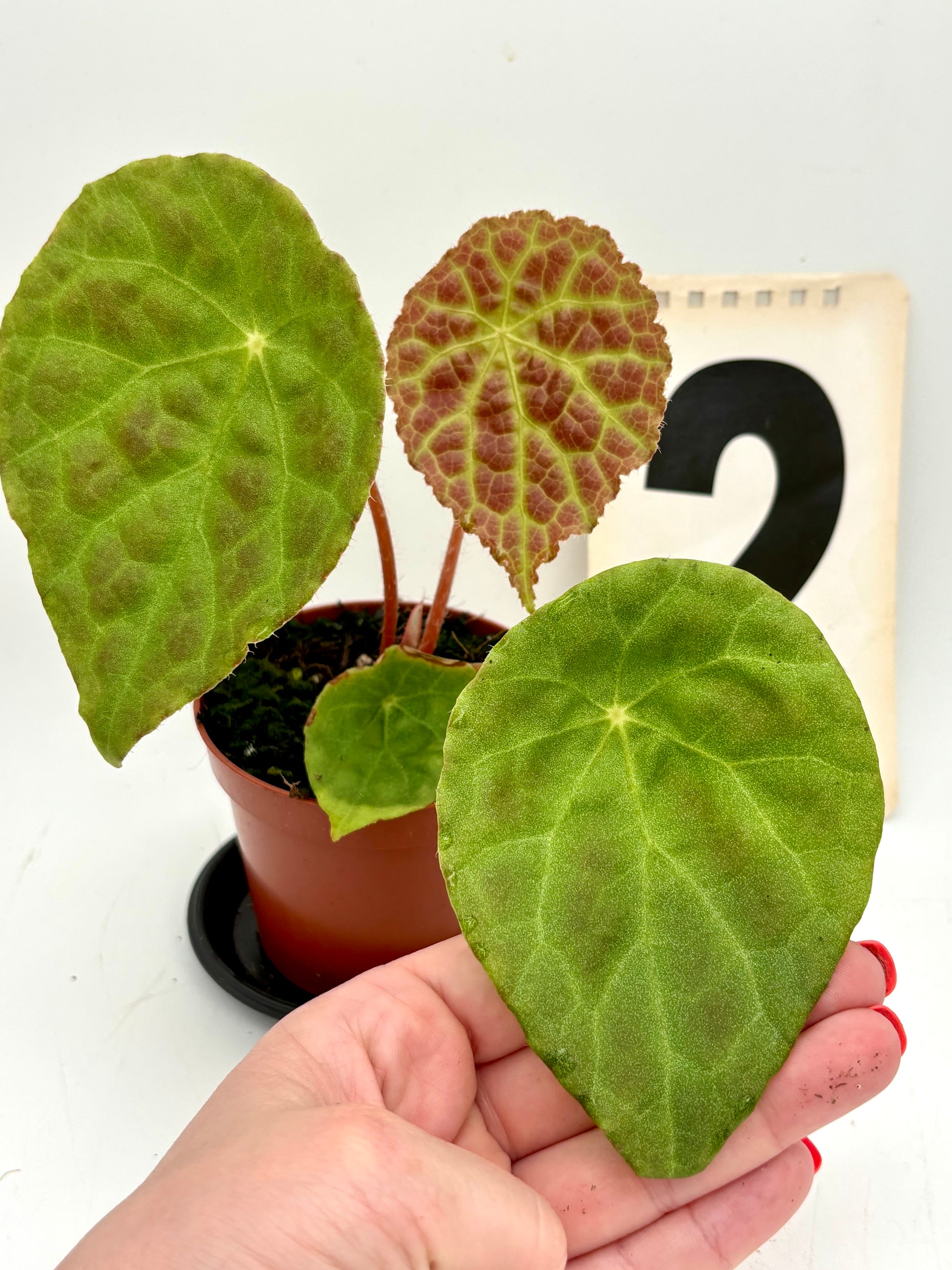Begonia Phuthoensis von Exotic-Flowers mit grünen Blättern und roten Blüten, detailreiche Nahaufnahme der Pflanze
