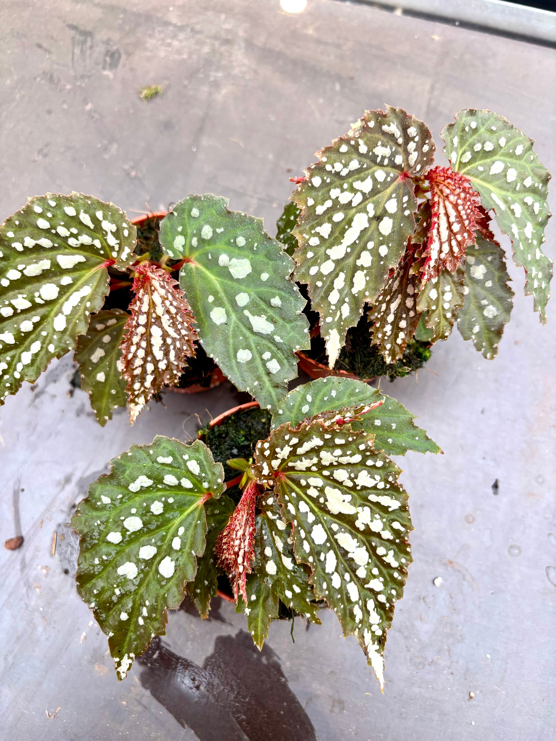 Begonia Snow Leopard