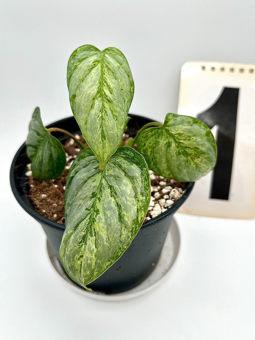 Philodendron Sodiroi Variegata
