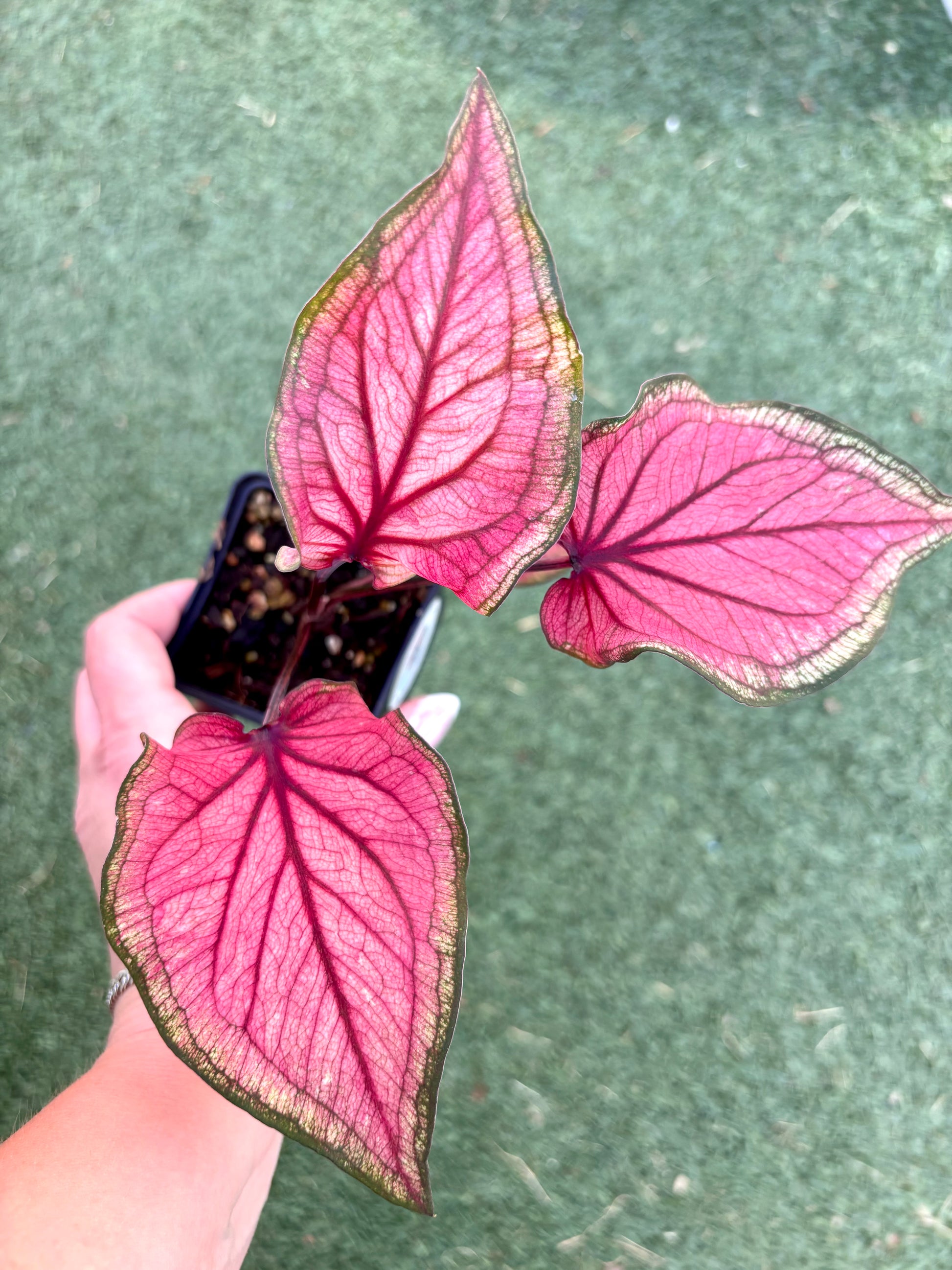 Bunte Caladium Lucia Pflanze von Exotic-Flowers mit großen, farbenfrohen Blättern in verschiedenen Rot- und Grüntönen