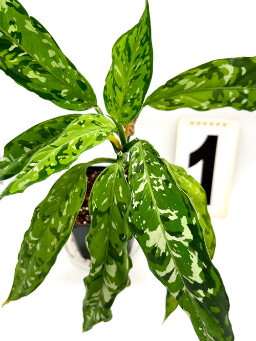 Aglaonema Pictum Tricolor - Star Spot