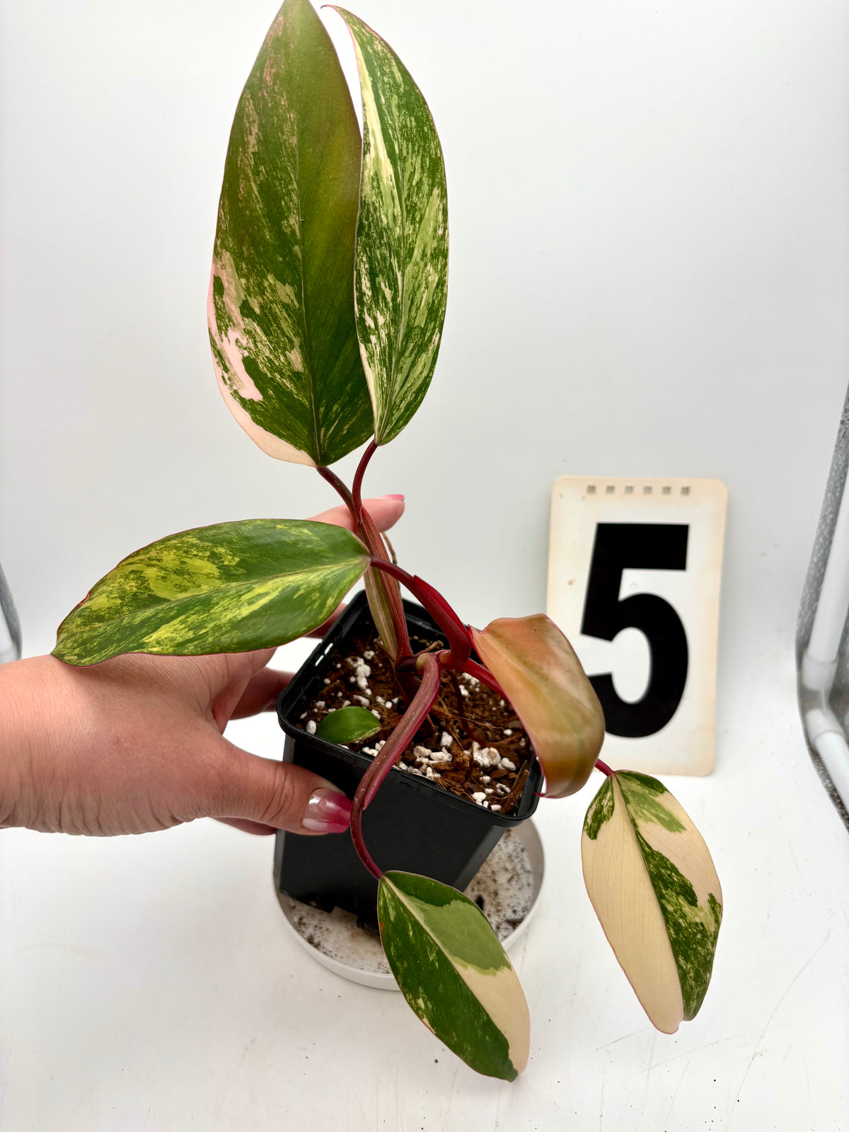 Philodendron Strawberry Shake Pflanze von Exotic-Flowers mit grünen und roten Blättern, im Top auf einem Holztisch.