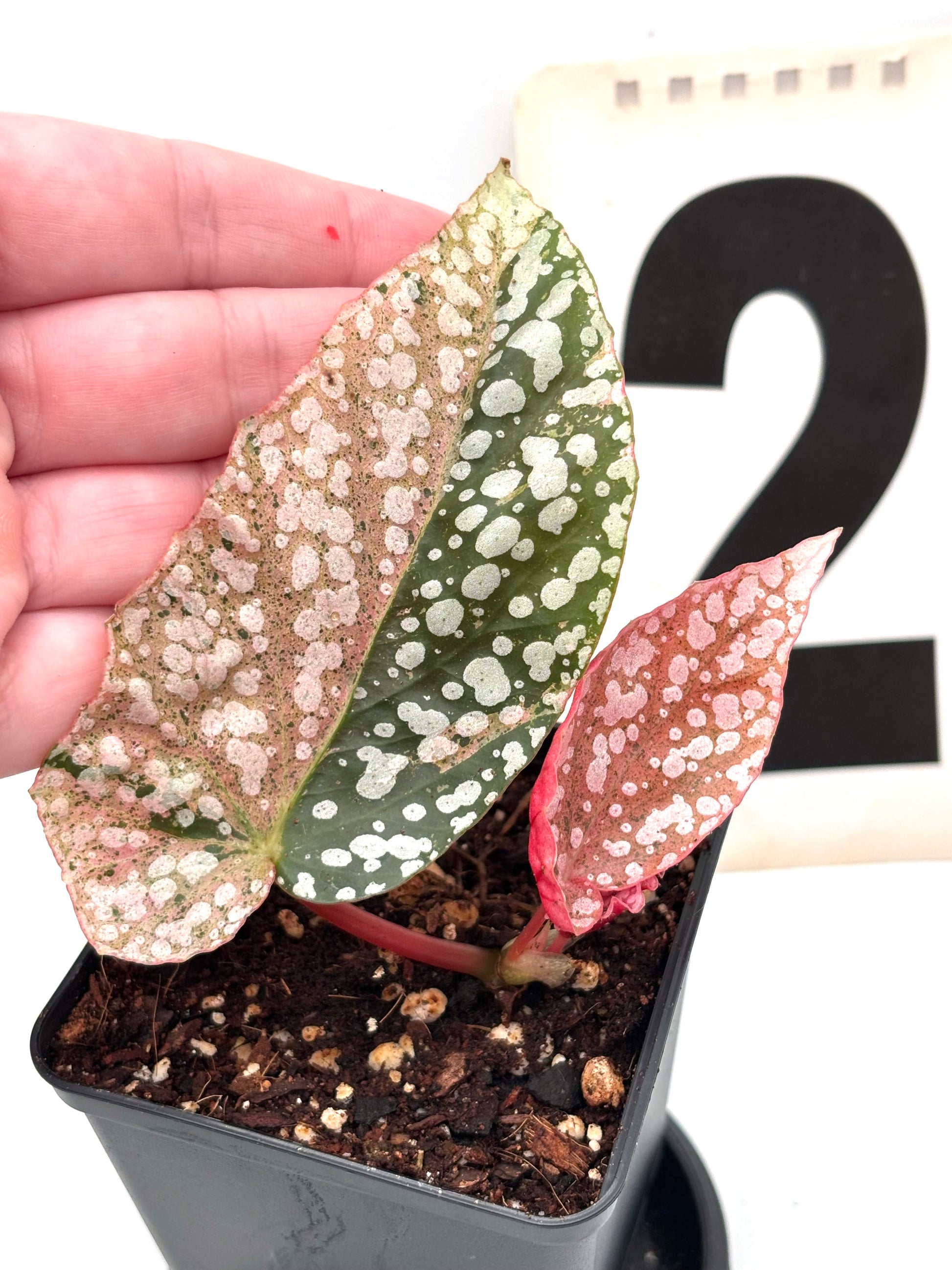 Variegierte Begonie Snowcap von Exotic-Flowers mit weißen und grünen Blättern, schöne Zimmerpflanze für Schattenbereiche
