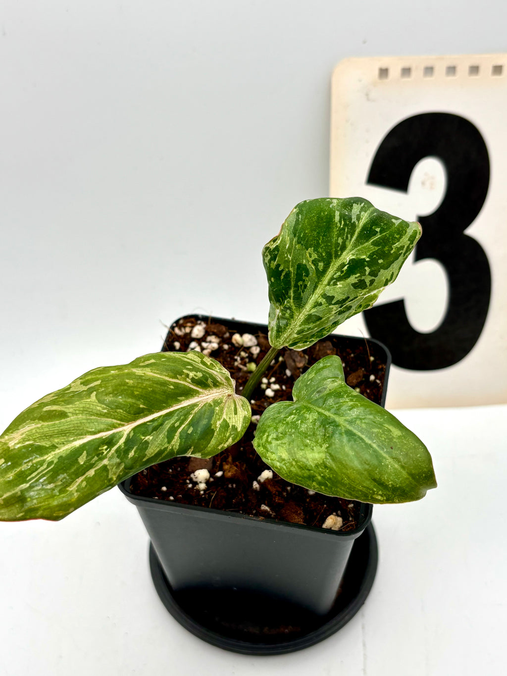 Philodendron Gloriosum Variegata / Snow Leopard - Jungpflanzen - Exotic-Flowers