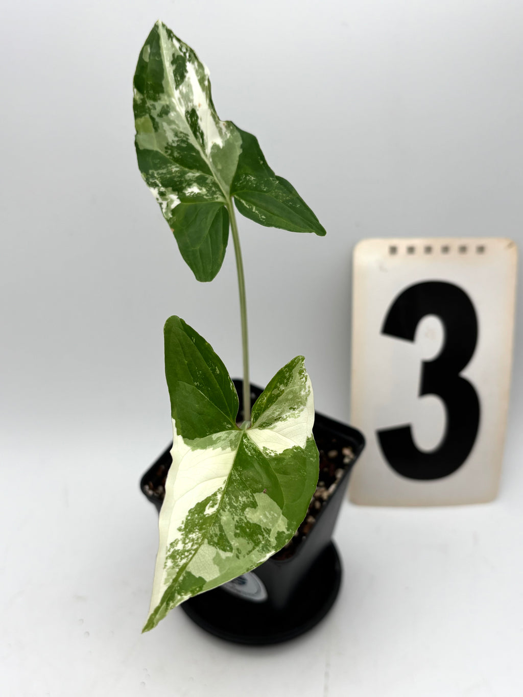 Syngonium Albo Variegata Pflanze mit grünen und weißen Blättern, dekorativ, von Exotic-Flowers, für Zimmer und Garten