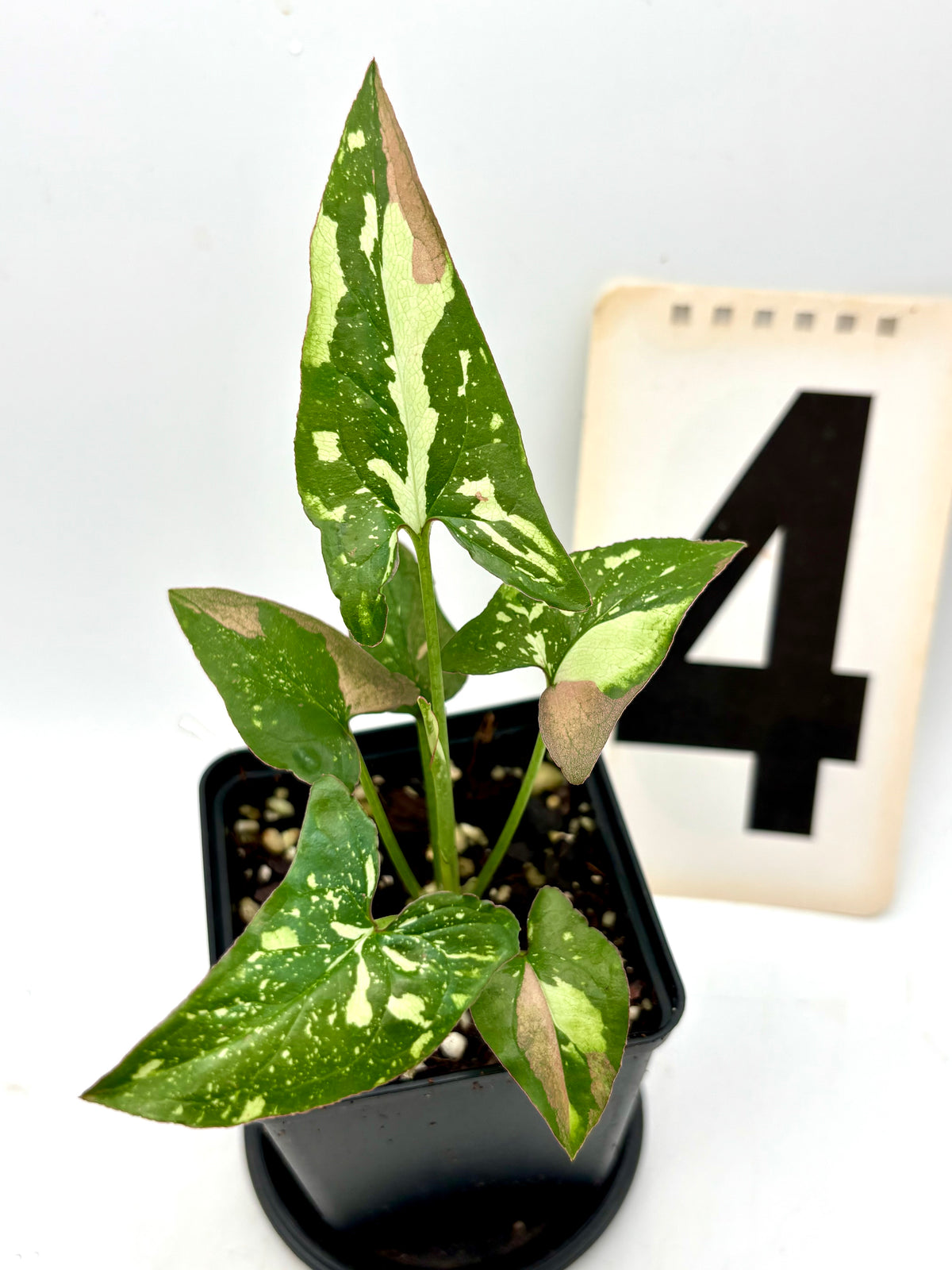 Syngonium Red Spot Tricolor