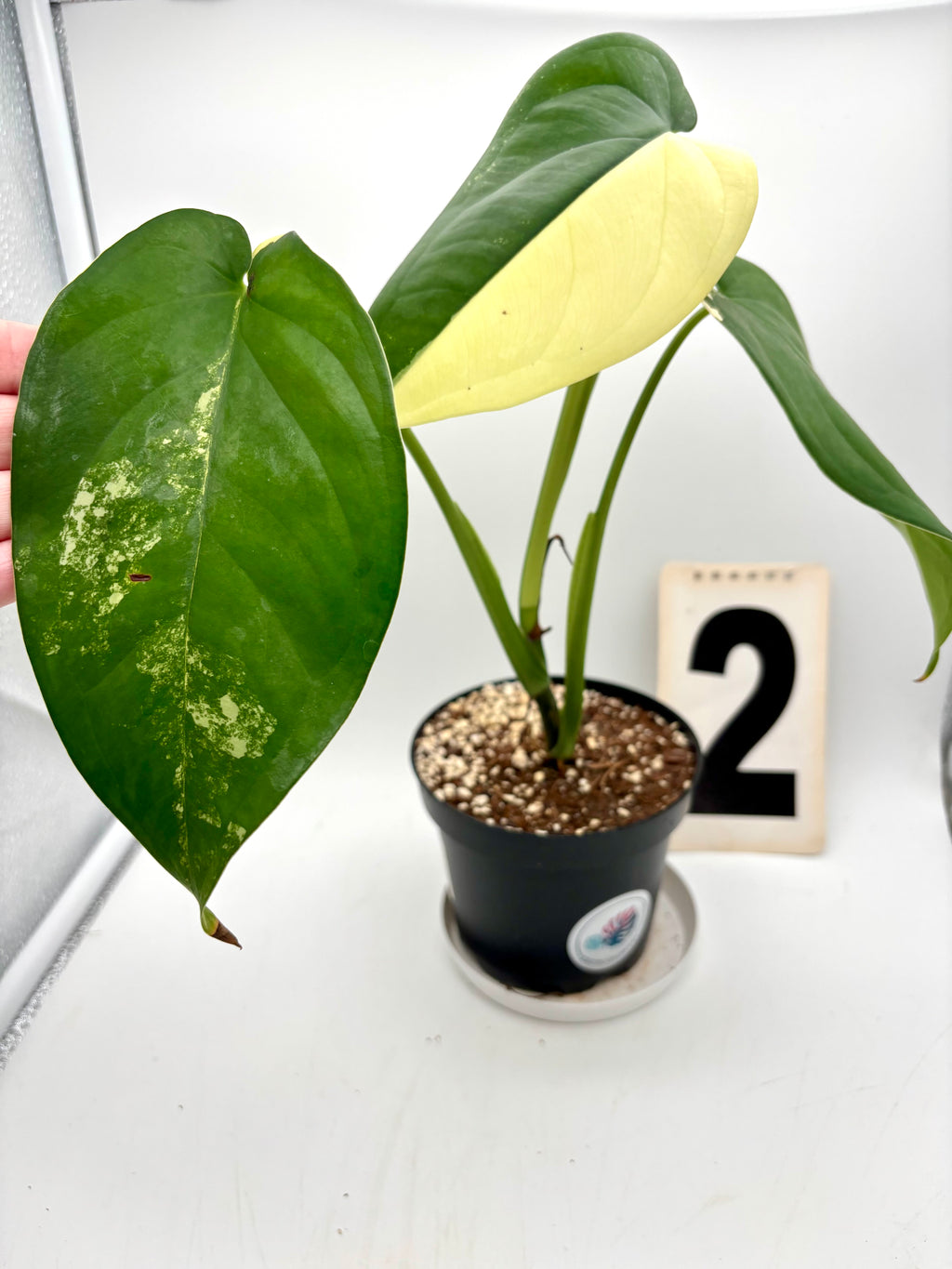 Syngonium Chiapense Variegata Pflanze mit grün-weiß variierten Blättern, im Top, von Exotic-Flowers.