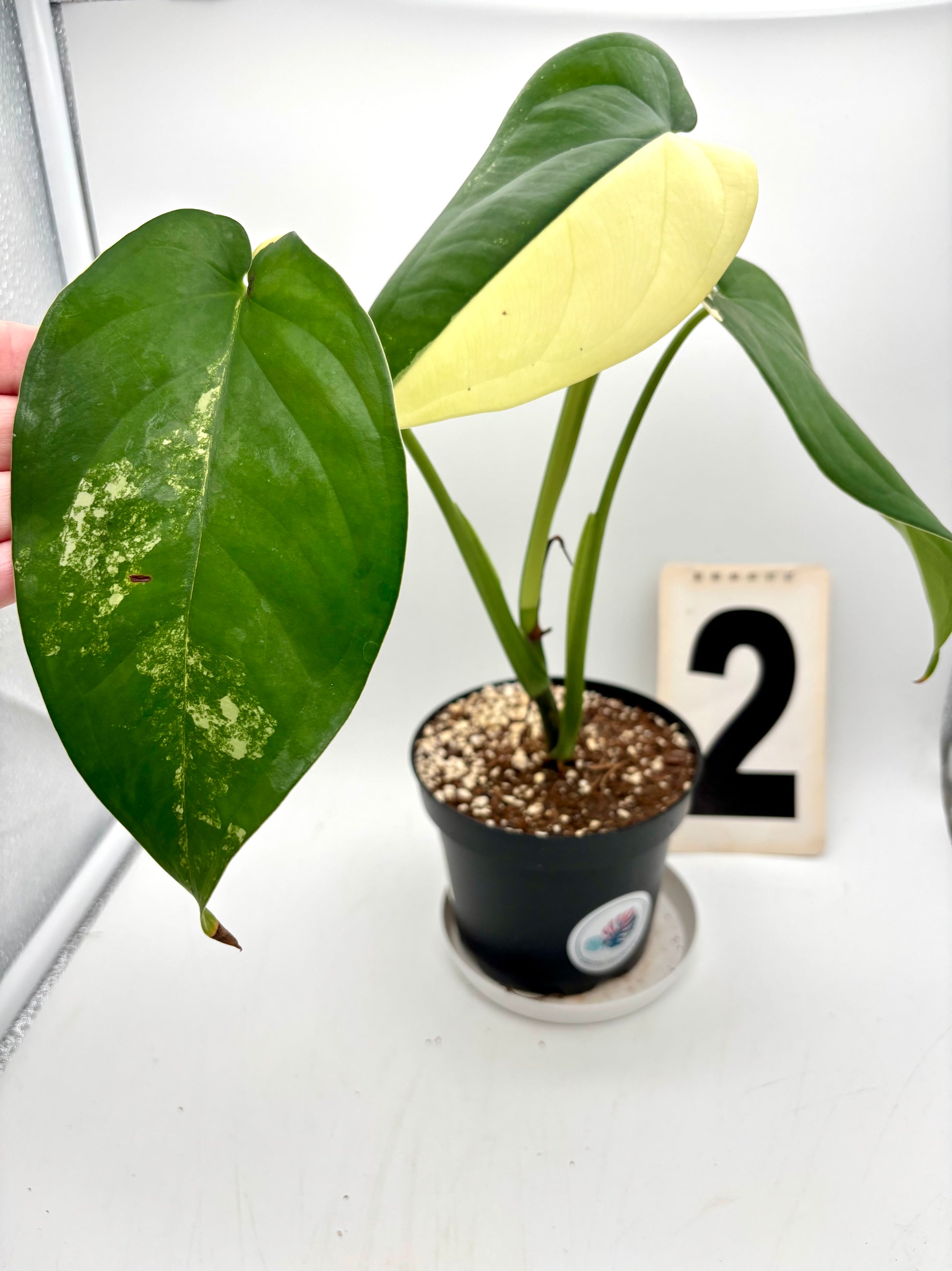 Syngonium Chiapense Variegata Pflanze mit grün-weiß variierten Blättern, im Top, von Exotic-Flowers.