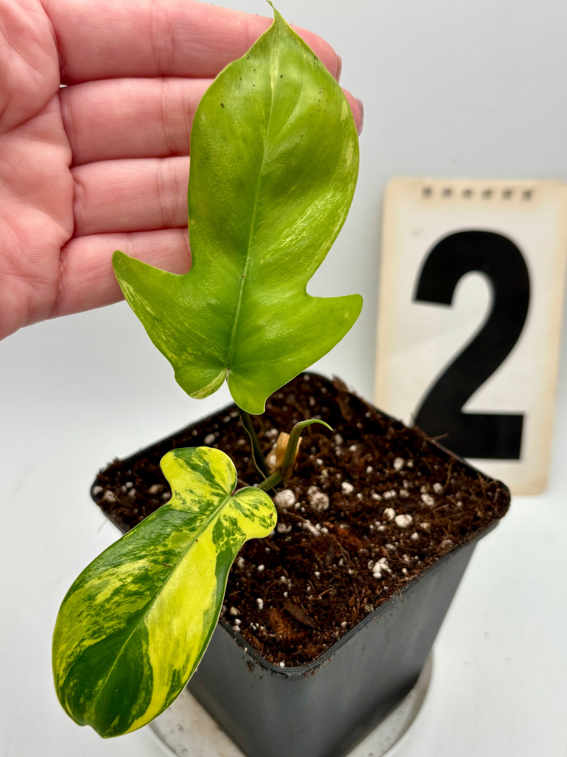 Philodendron Florida Beauty - Exotic-Flowers