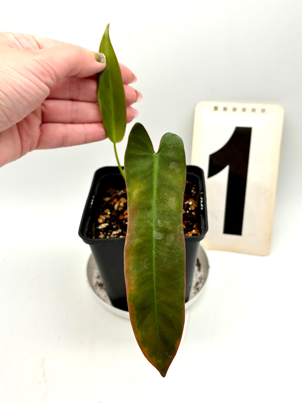 Philodendron Atabapoense