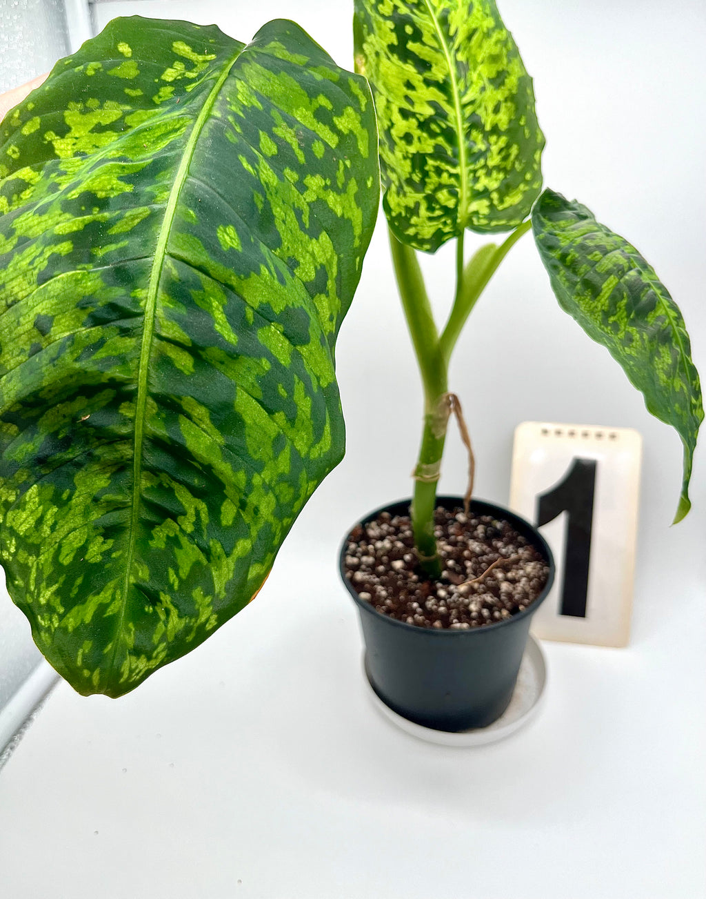 Dieffenbachia Reflector