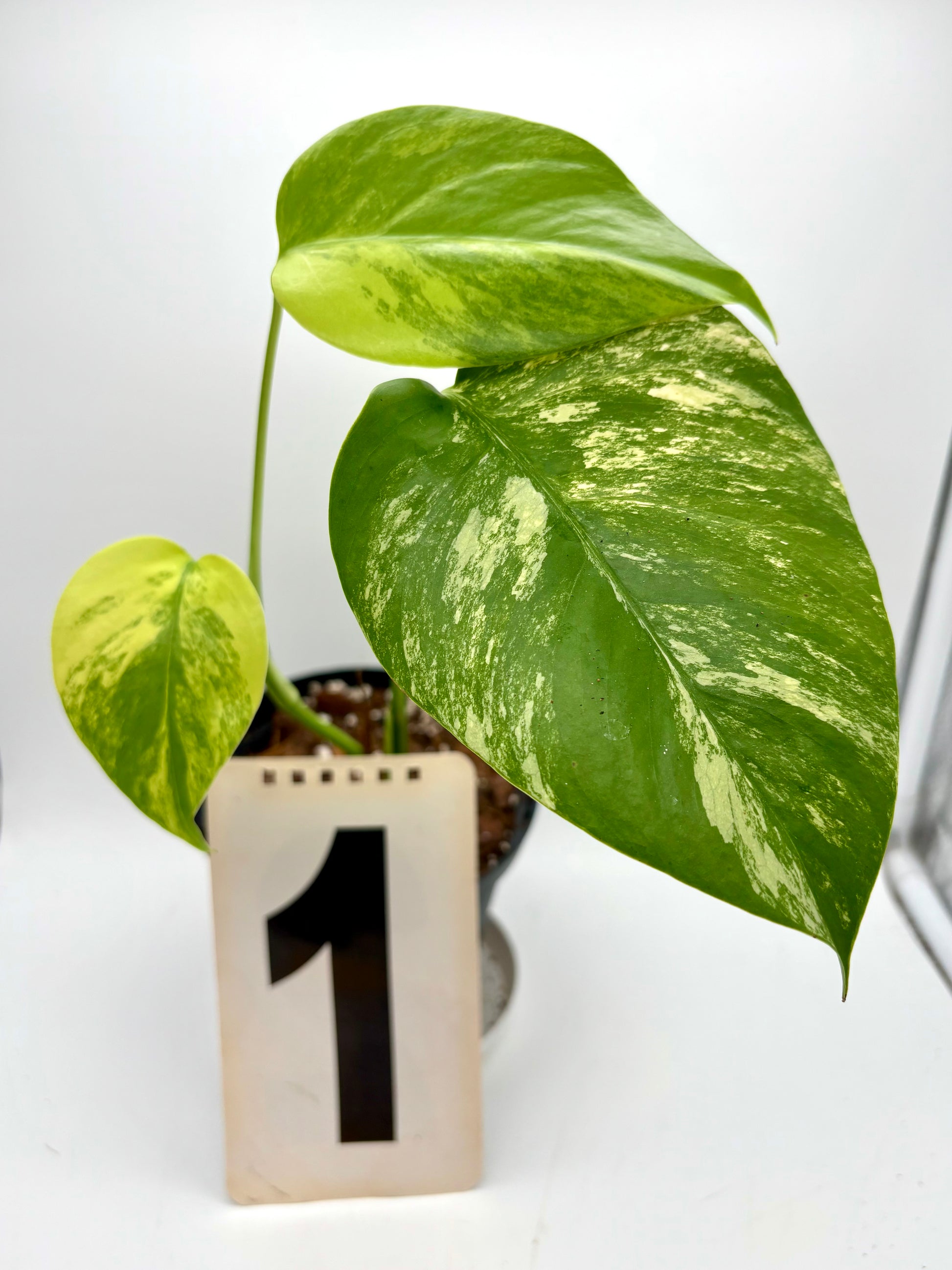 Monstera Aurea Variegata - Exotic-Flowers