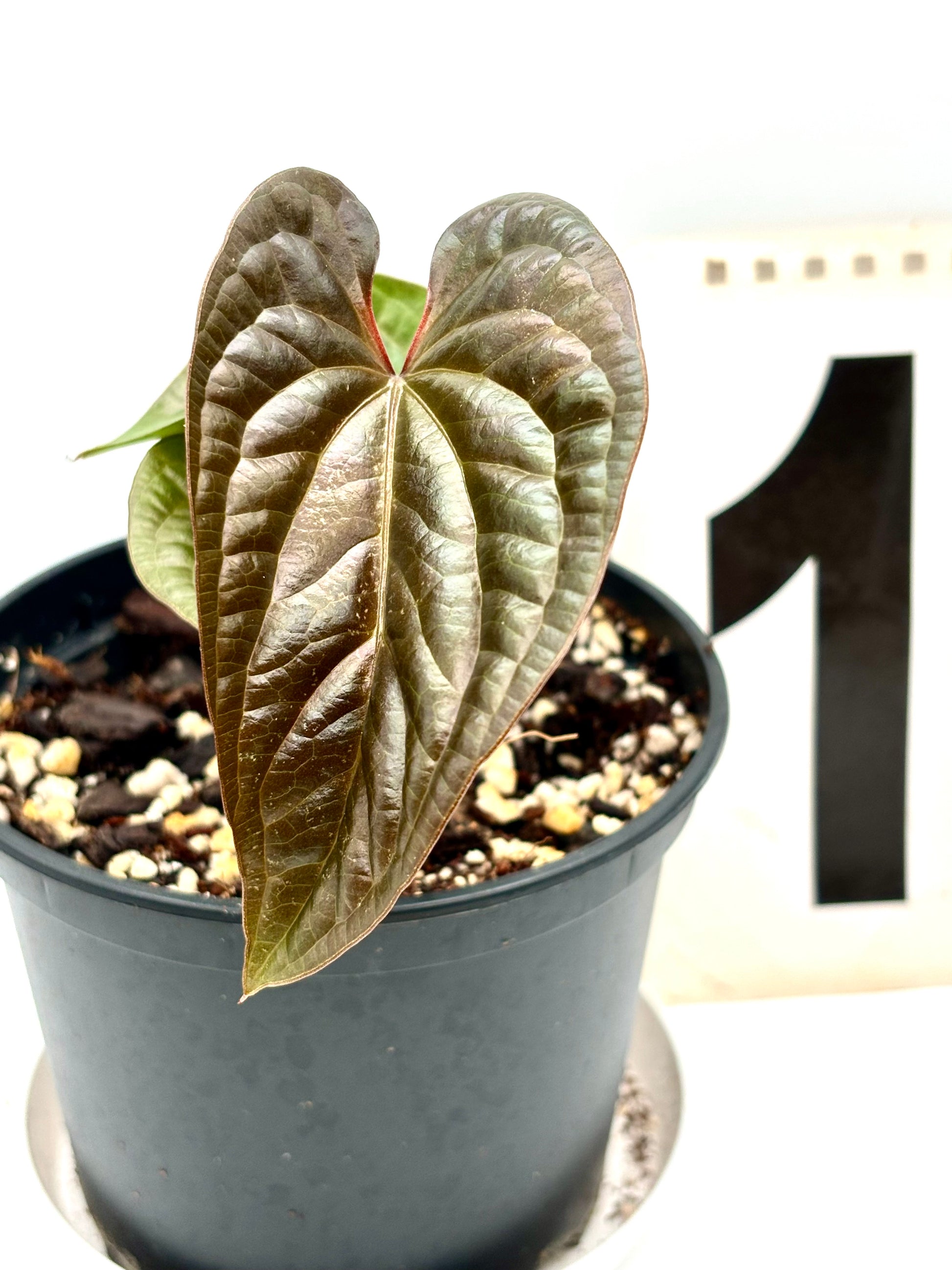 Anthurium Luxurians x Radicans - Exotic-Flowers