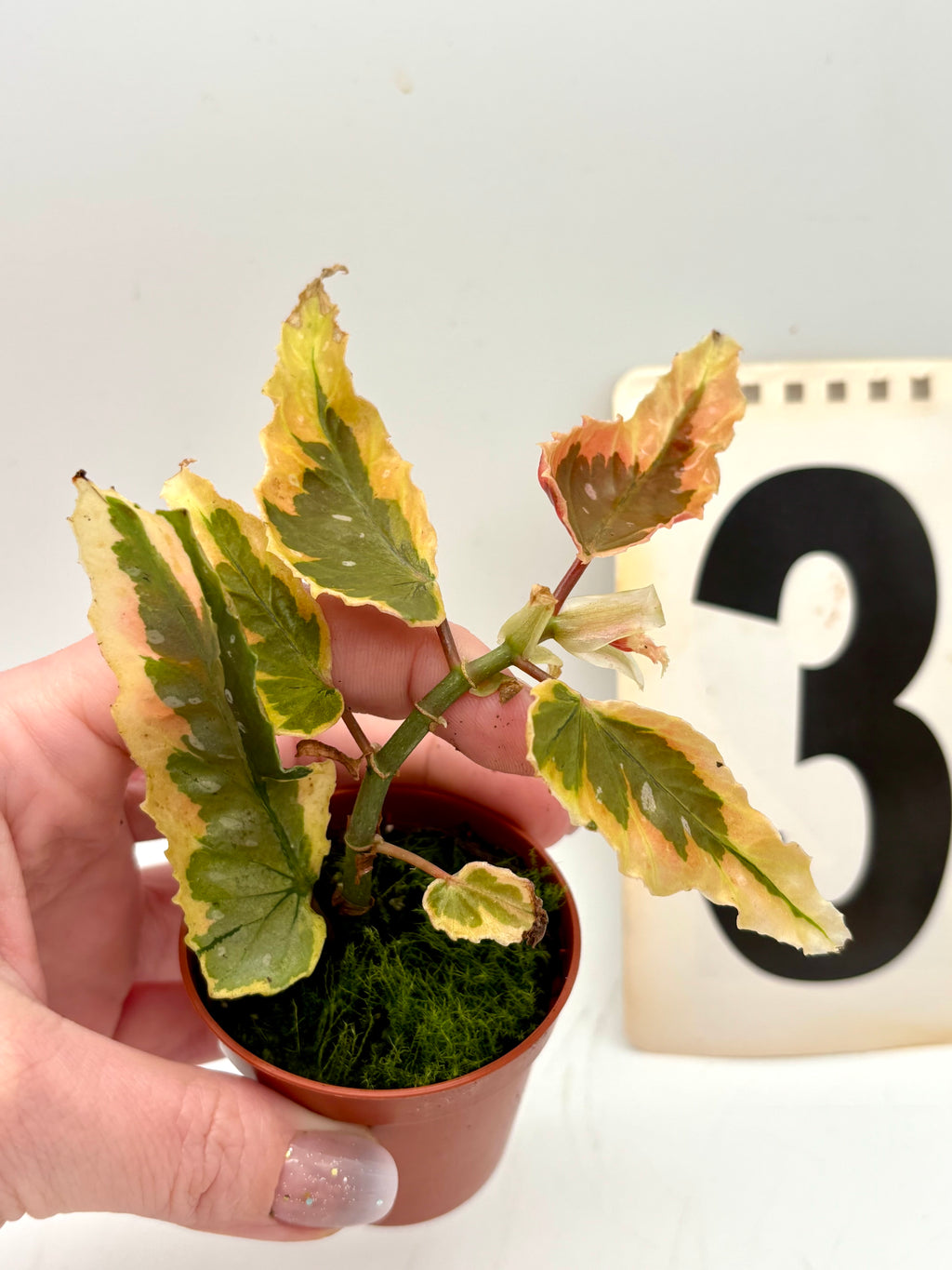 Begonia Dainty Spray Sport Variegata - Exotic-Flowers