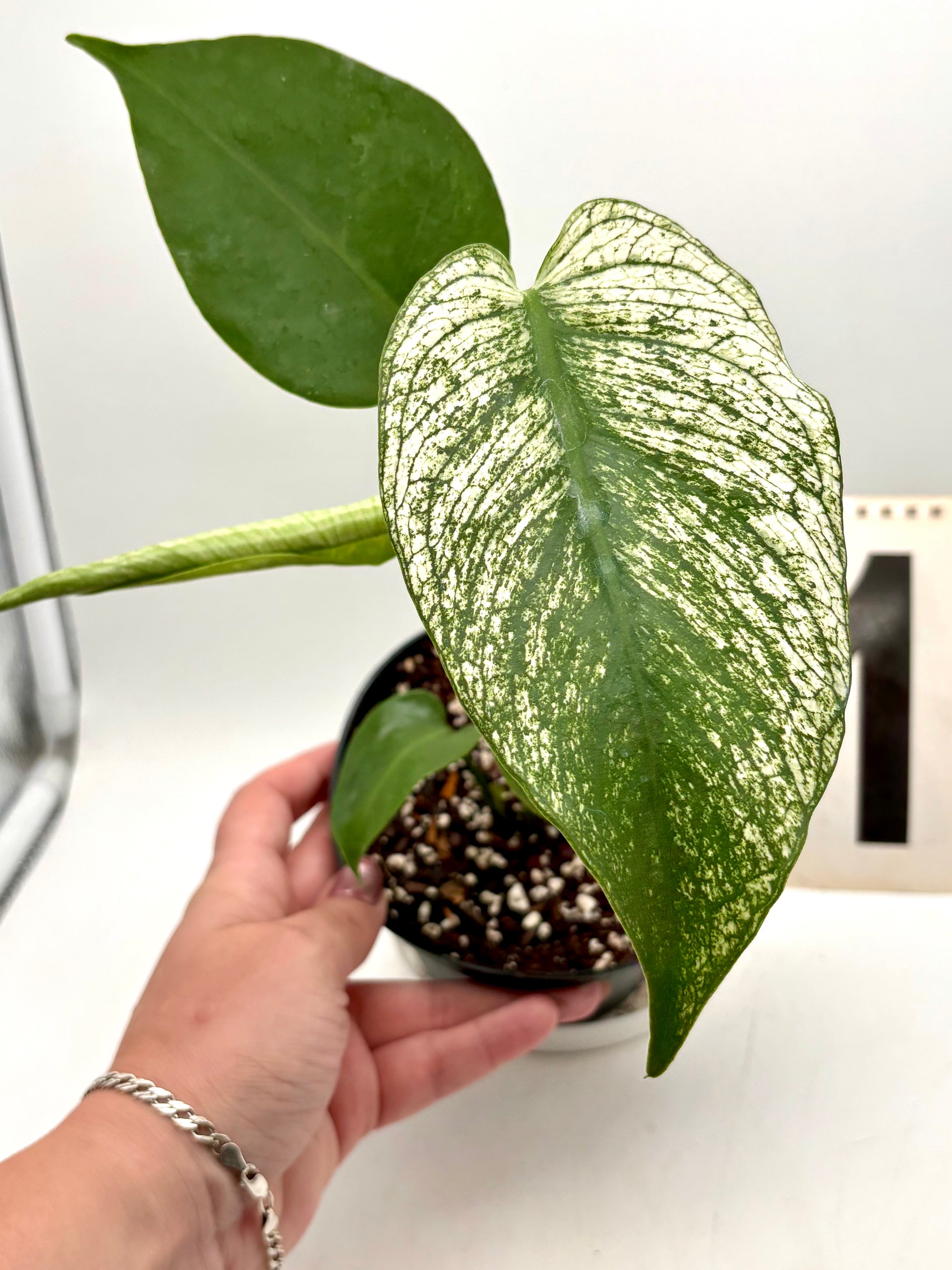 Monstera Devil Monster Variegata