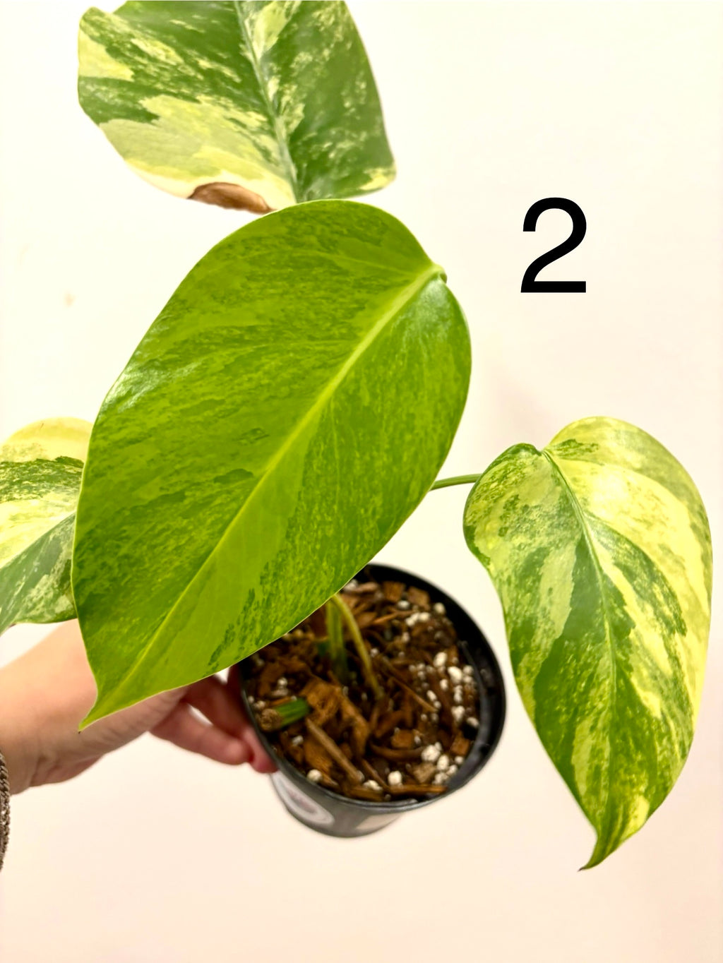 Helle Monstera Aurea Variegata Pflanze mit großen grünen und gelben Blättern, Indoor-Deko von Exotic-Flowers