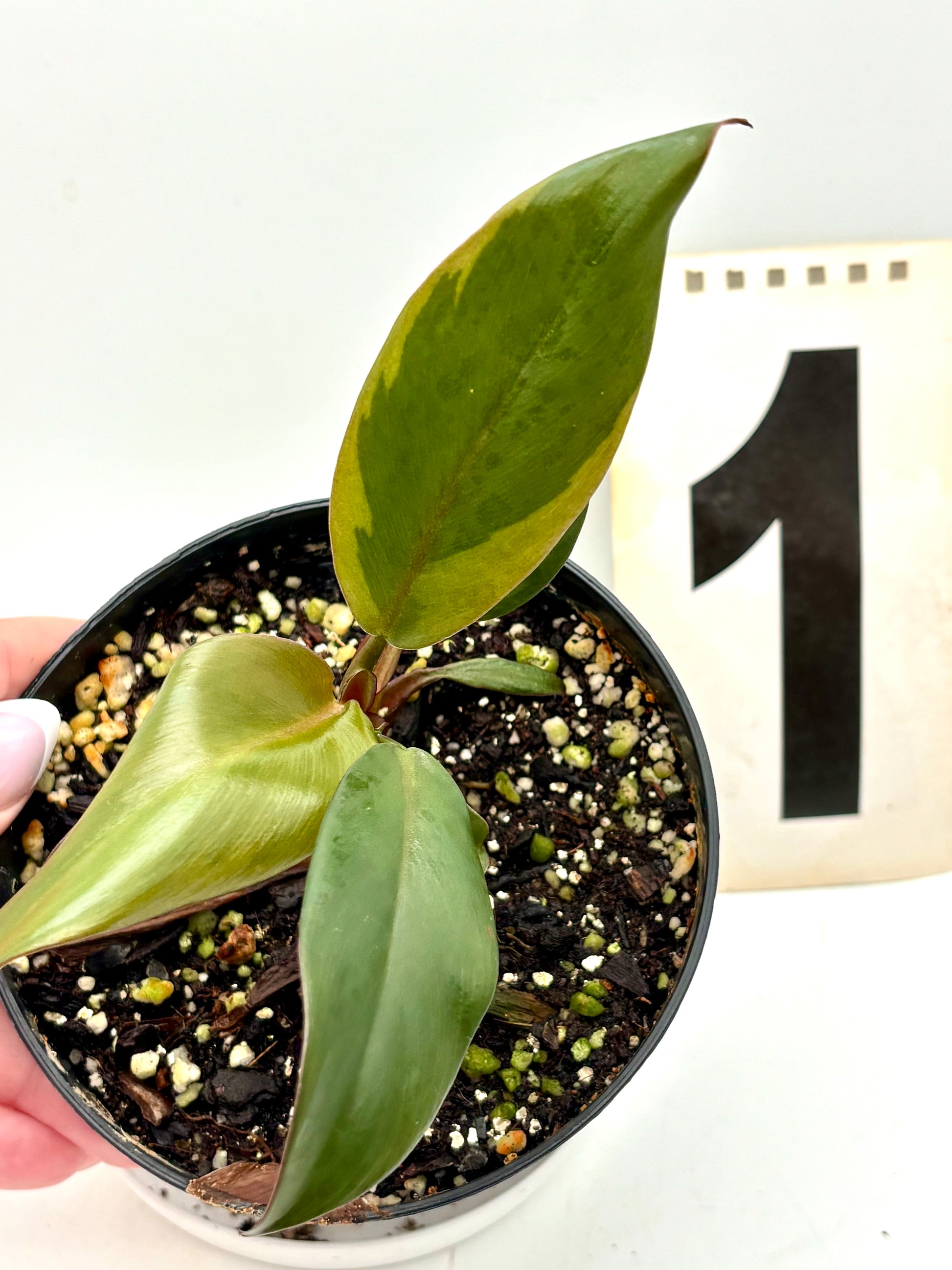 Philodendron Black Cardinal Variegata Pflanze mit schwarzen und grünen Blättern, dekorative Zimmerpflanze von Exotic-Flowers
