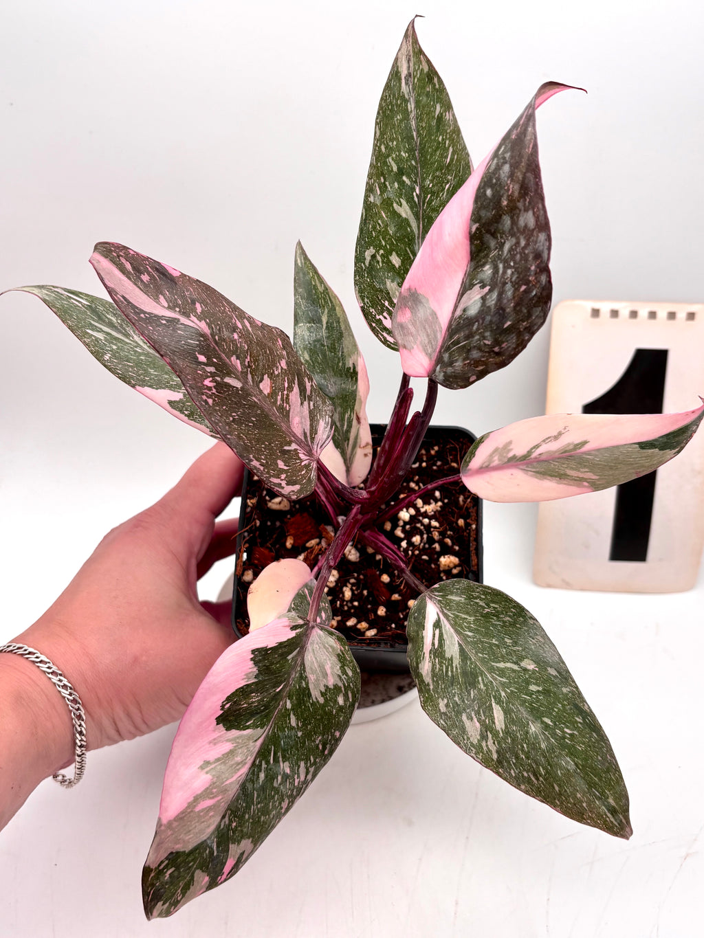 Philodendron Pink Princess Marble Pflanze mit pinken und grünen Blättern, exotische Zimmerpflanze von Exotic-Flowers