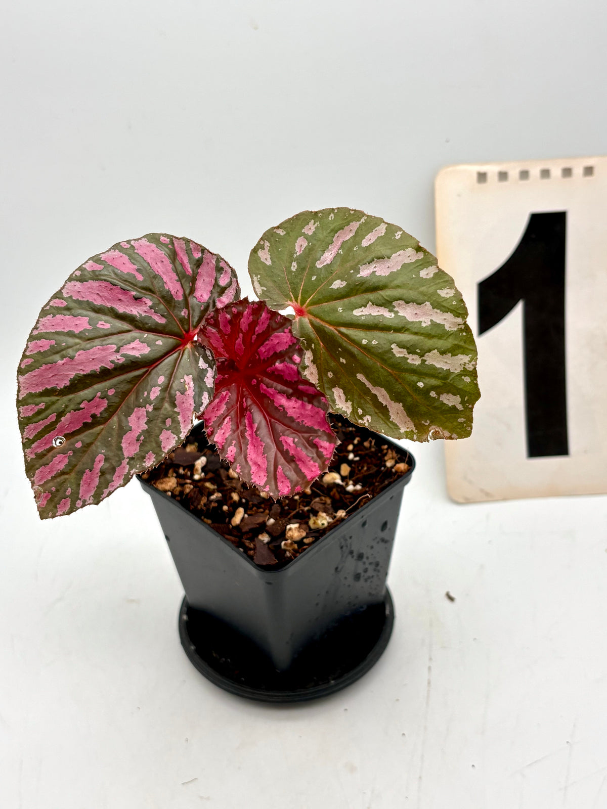 Begonia Brevirimosa