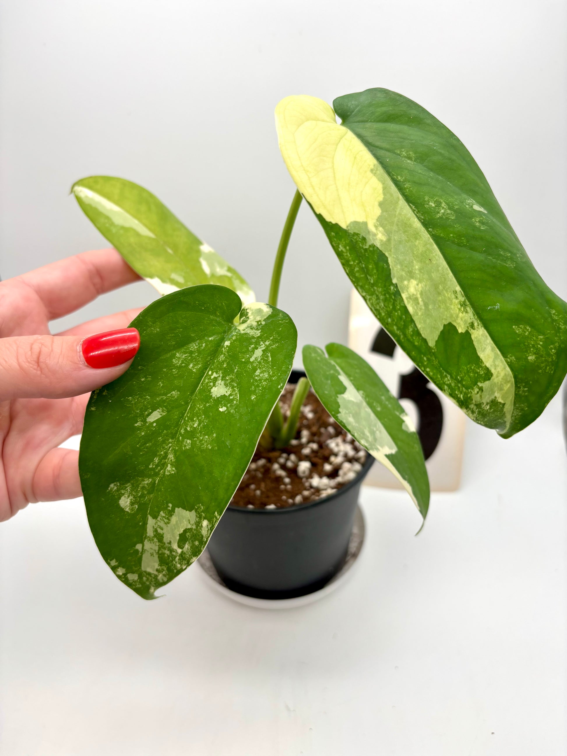 Syngonium Chiapense Variegata