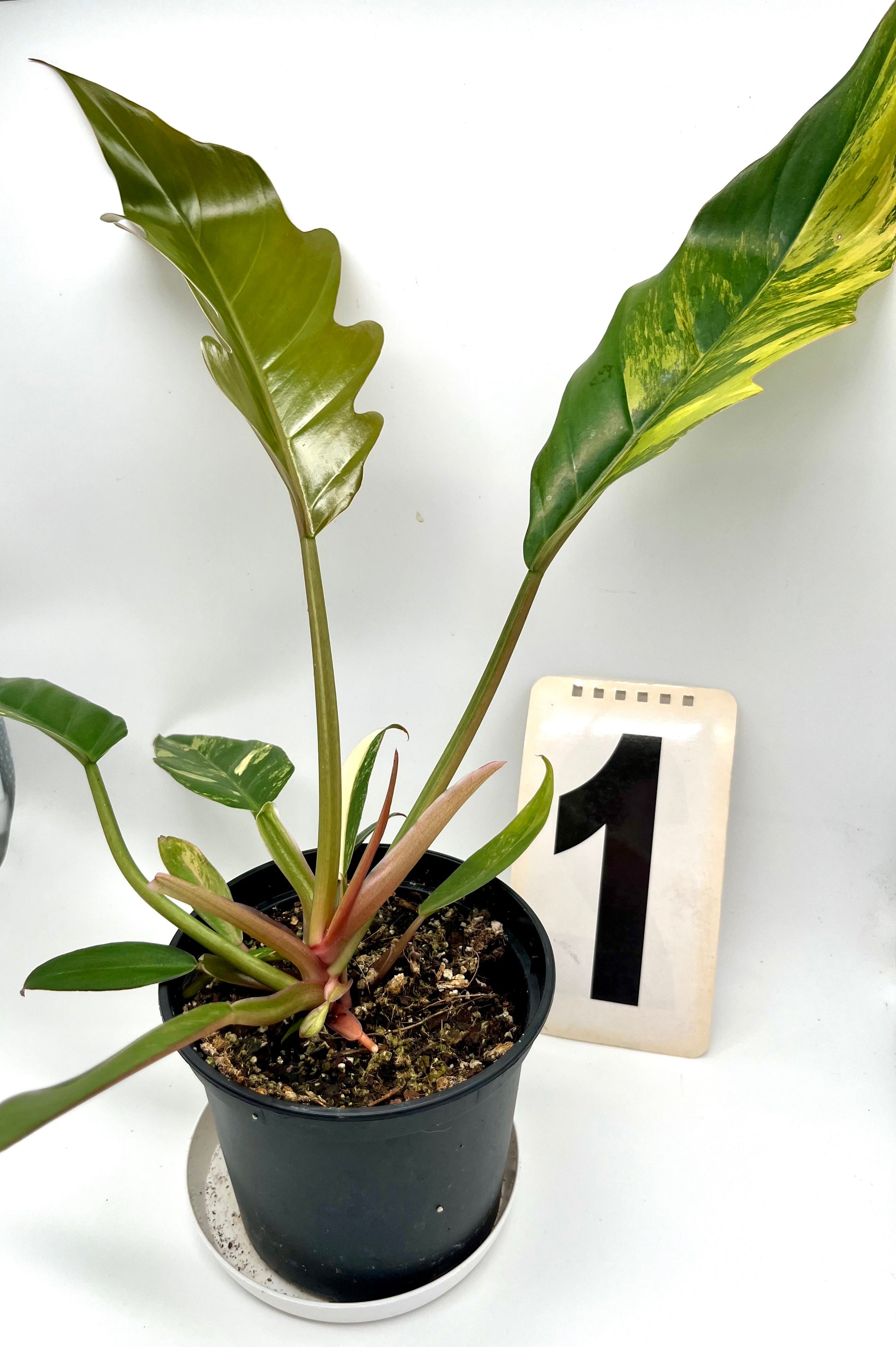 Philodendron Caramel Marble