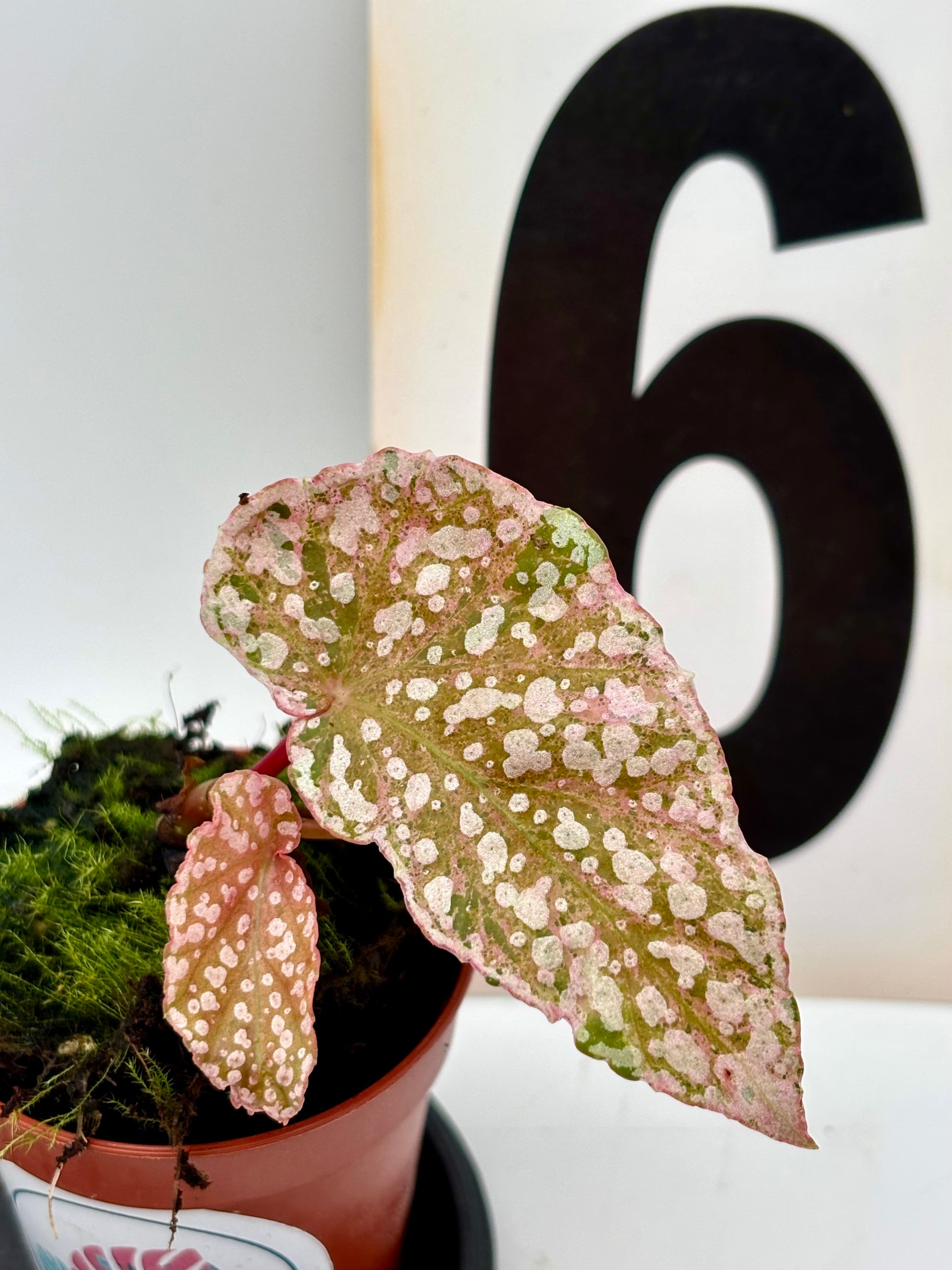 Begonia Snowcap Variegata