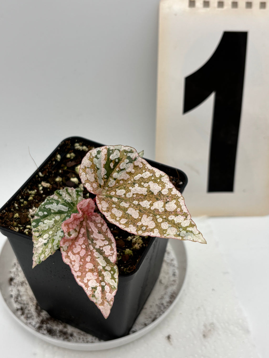 Begonia Snowcap Variegata