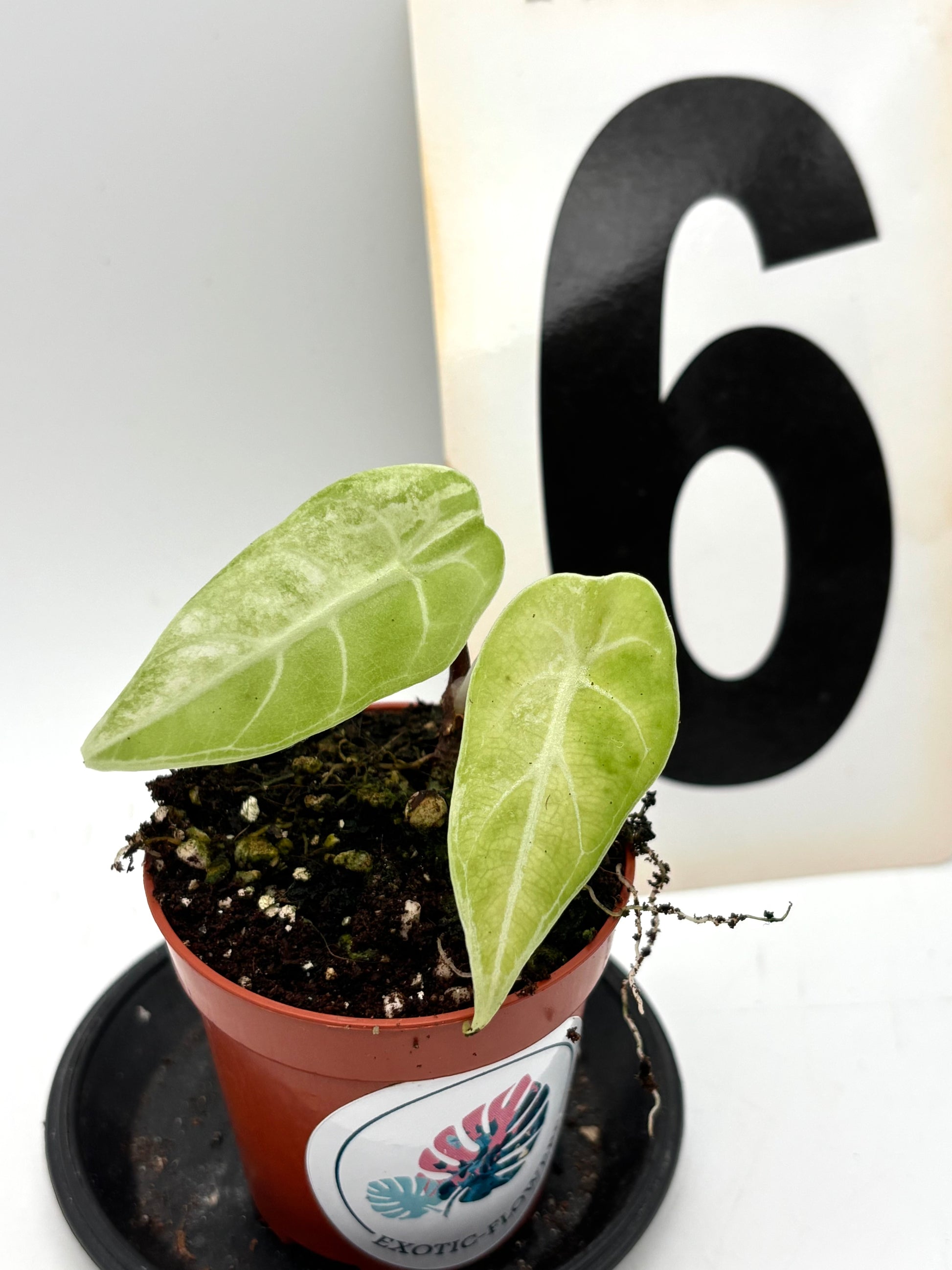 Alocasia Watsoniana Variegata mit glänzenden, gestreiften grünen und weißen Blättern, Pflanze von Exotic-Flowers.