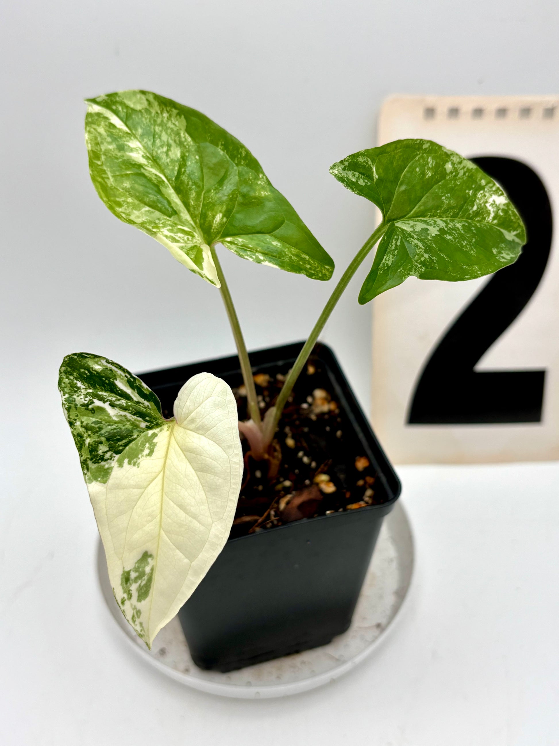 Syngonium Albo Variegata Pflanze mit weißen und grünen Blättern, im Top, von Exotic-Flowers, detailreiche Blattmuster sichtbar